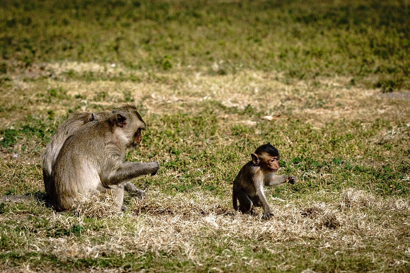 Prang Sam Yod: Monkey Temple