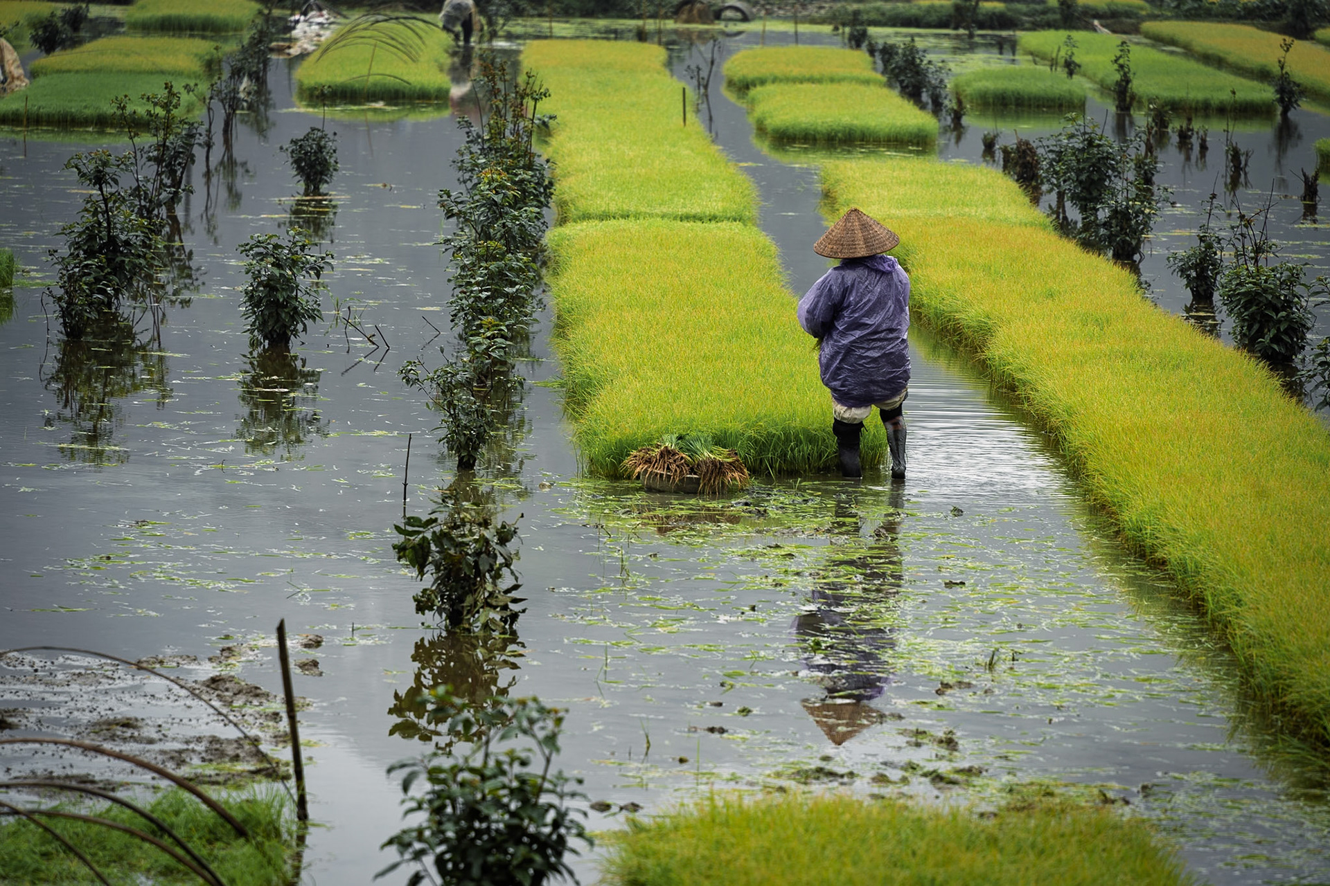 Rice fields of Ninh Binh