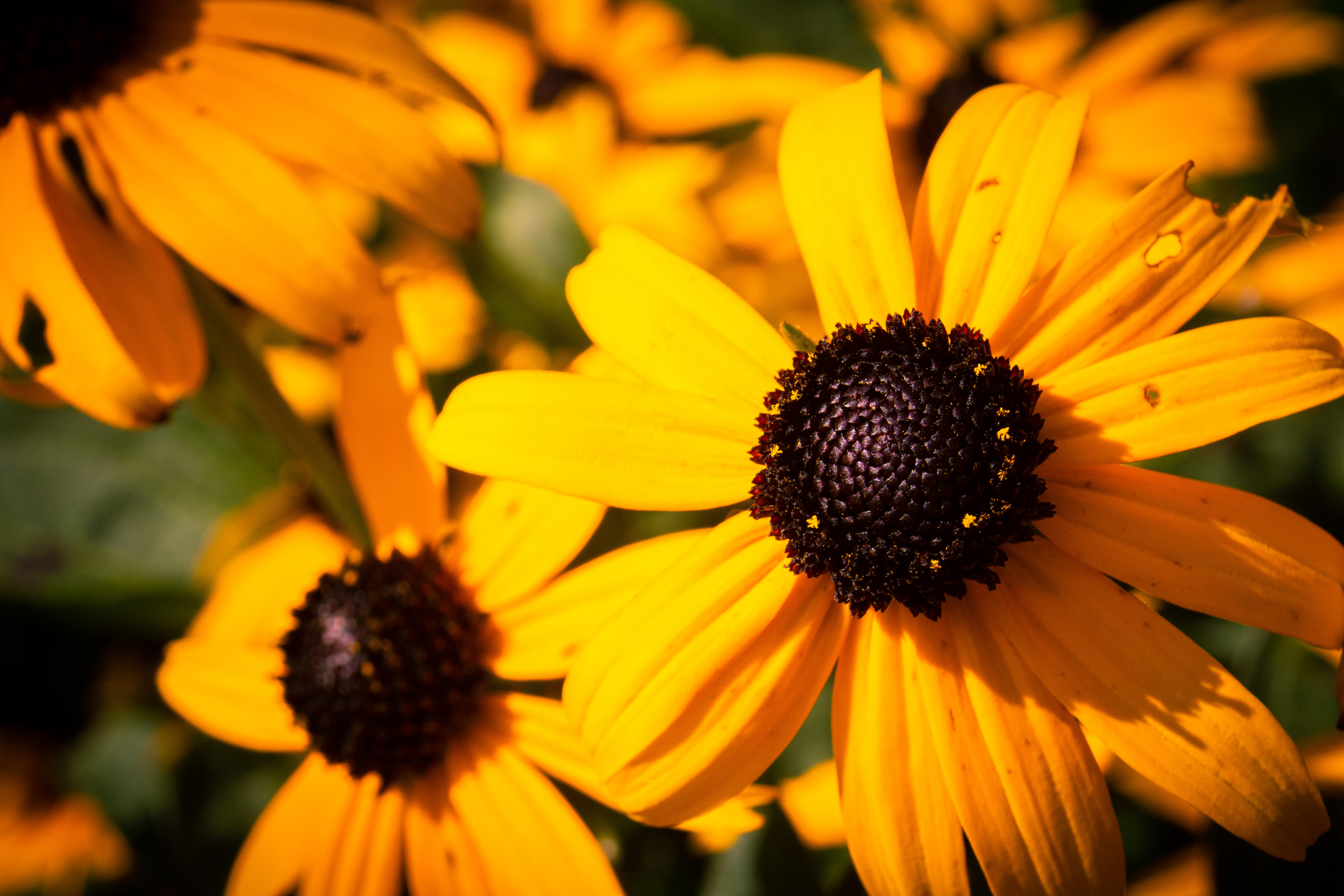 Published on 121 Clicks.com: https://121clicks.com/inspirations/gurushots-gorgeous-flowers-challenge-winning-images