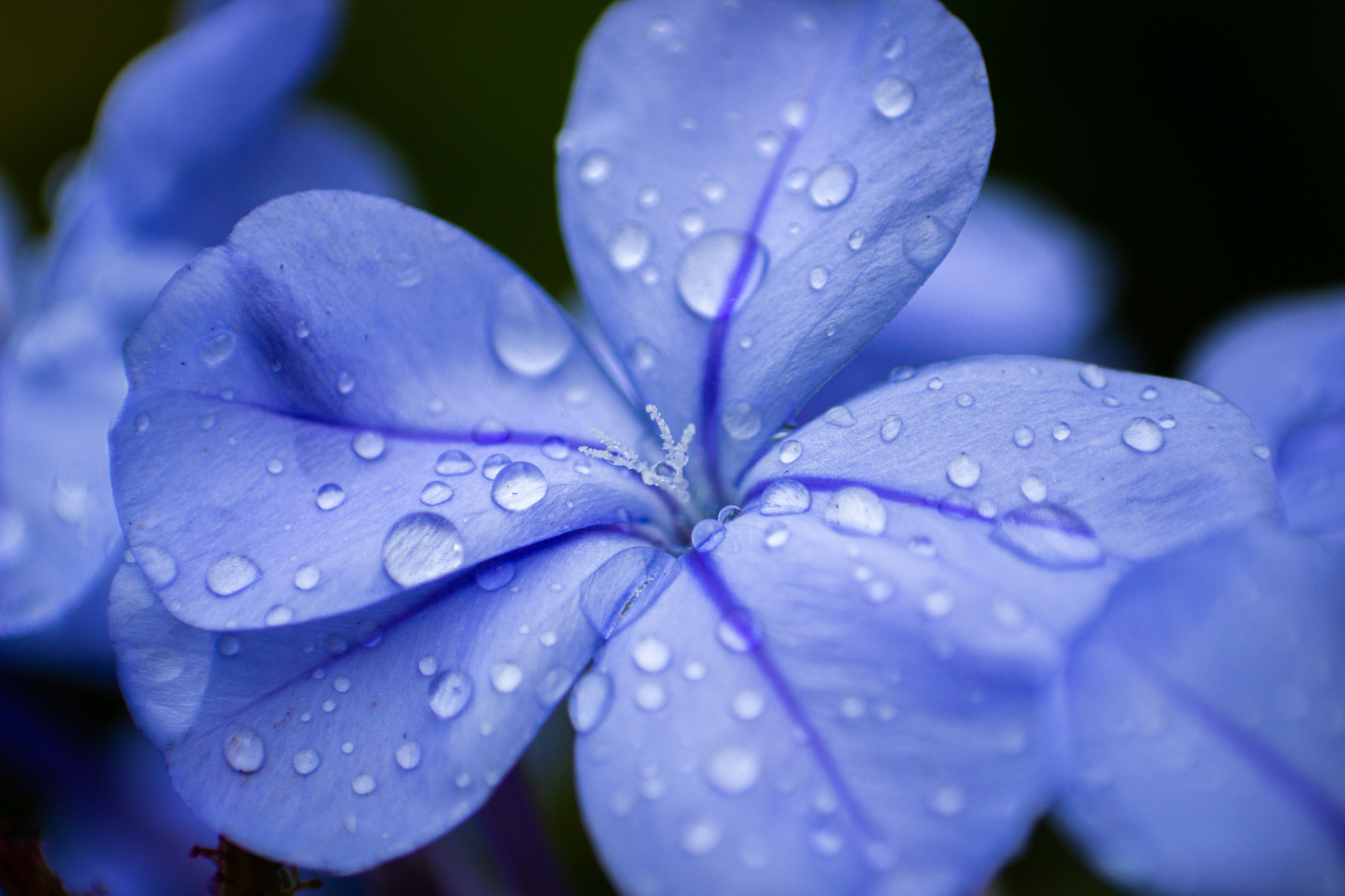 Published on "Amateur Photographer" (#86/ 500): https://www.amateurphotographer.co.uk/latest/photo-news/guru-shots-139692