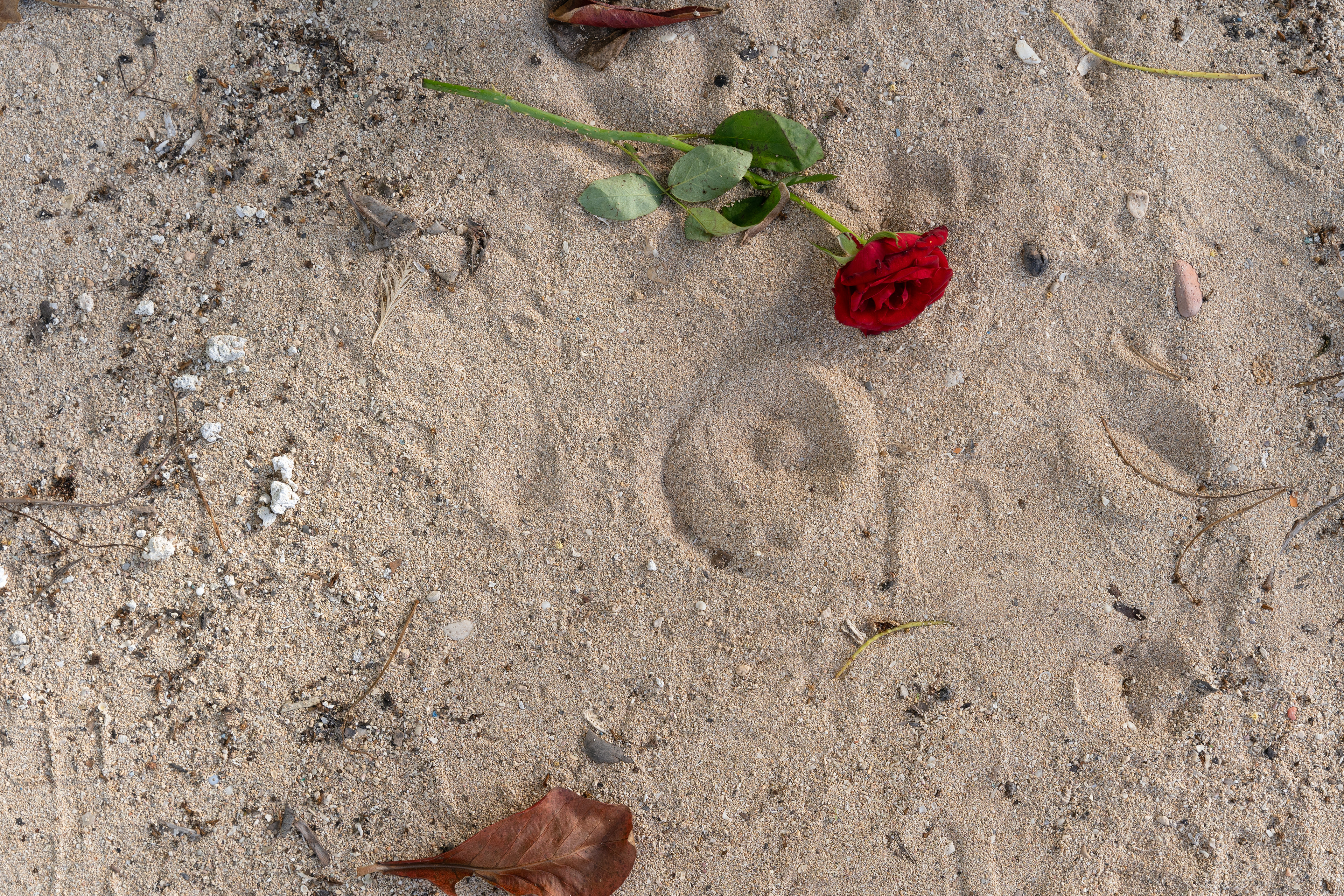 Rosa en la arena. 2023. Municipio Playa, Cuba.