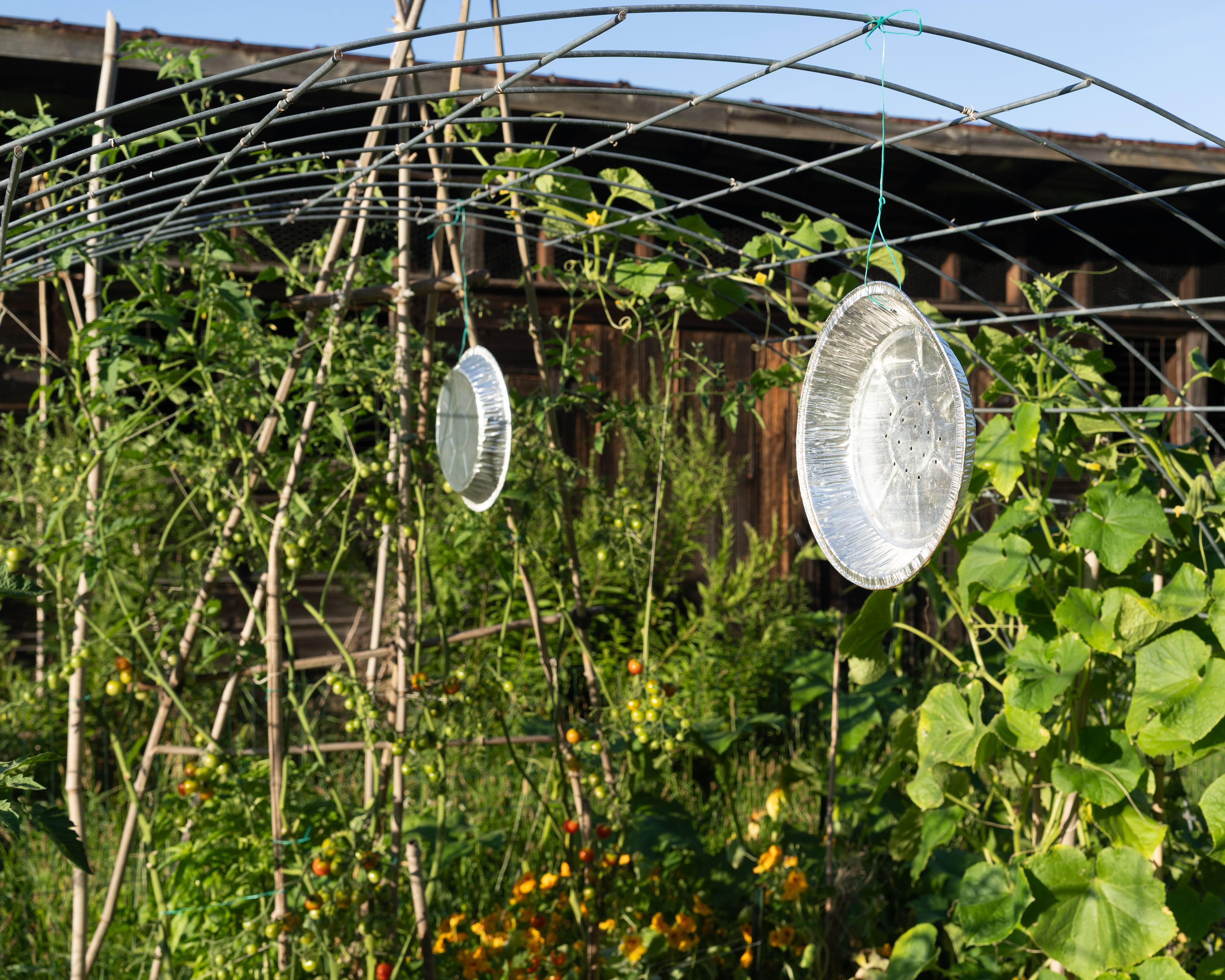 Lily's Garden. 2025. Rhinebeck, NY.