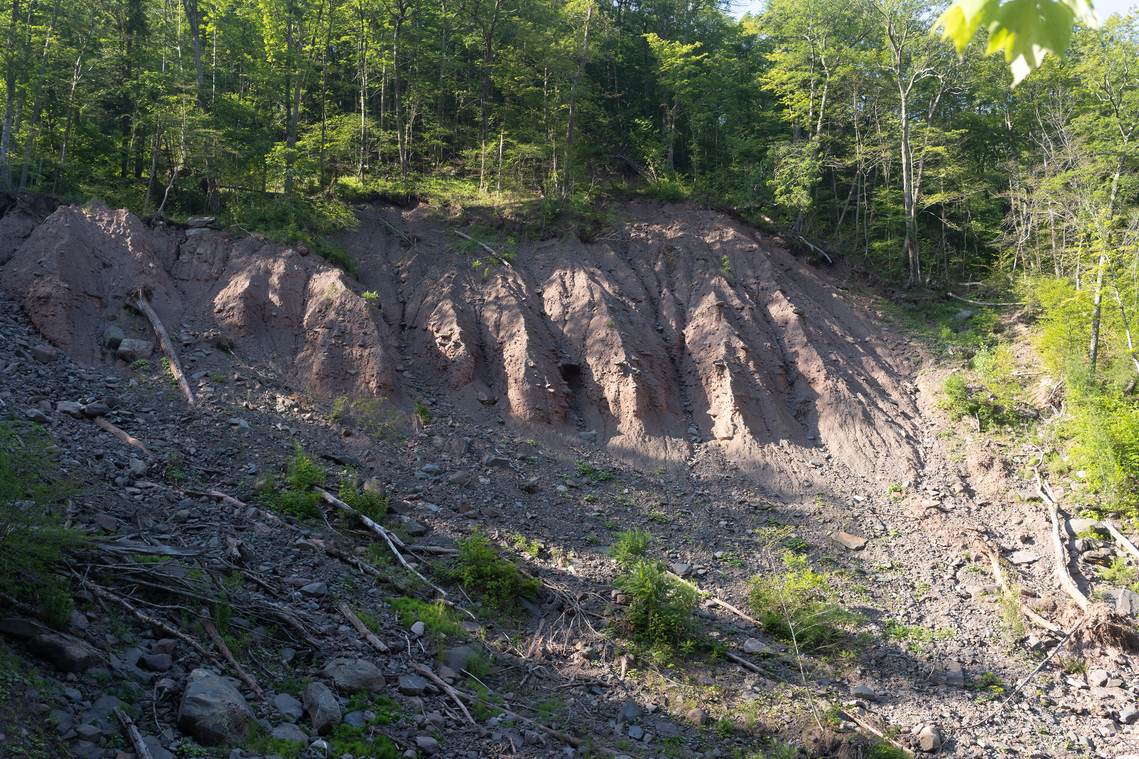 Talons. 2025. Tannersville, NY.