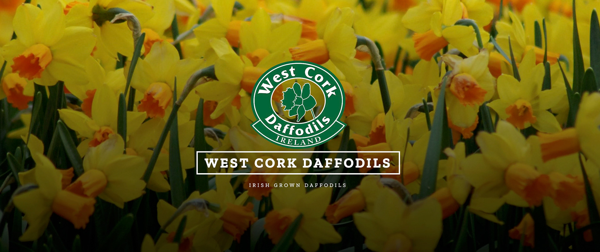 2018 - Development - Discontinued