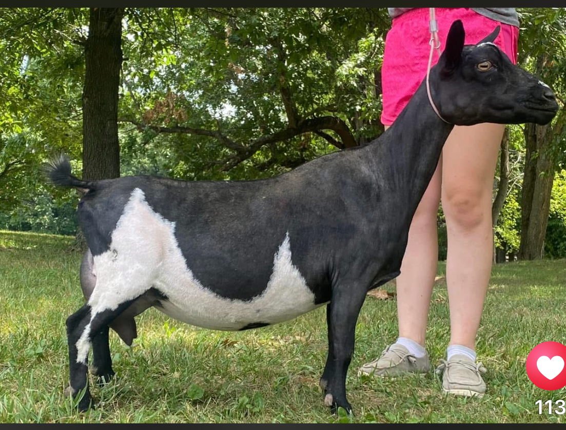 Sire's Dam GCH Cade's Lil Farm AX Cuddles