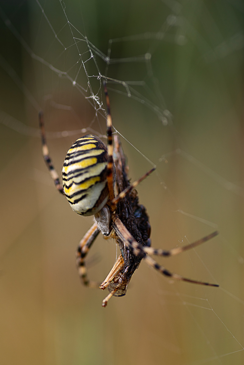 Wespenspin ( Tijgerspin )
