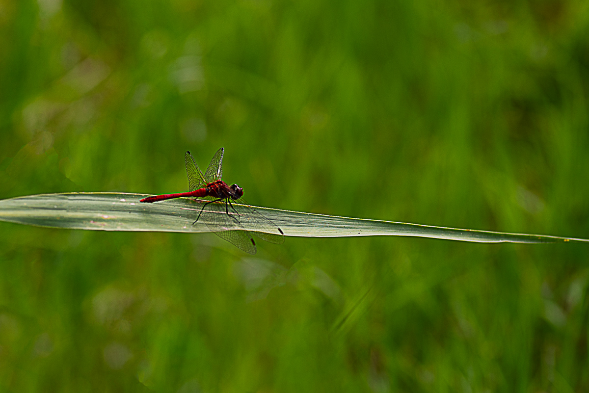 Bloedrode heidelibel