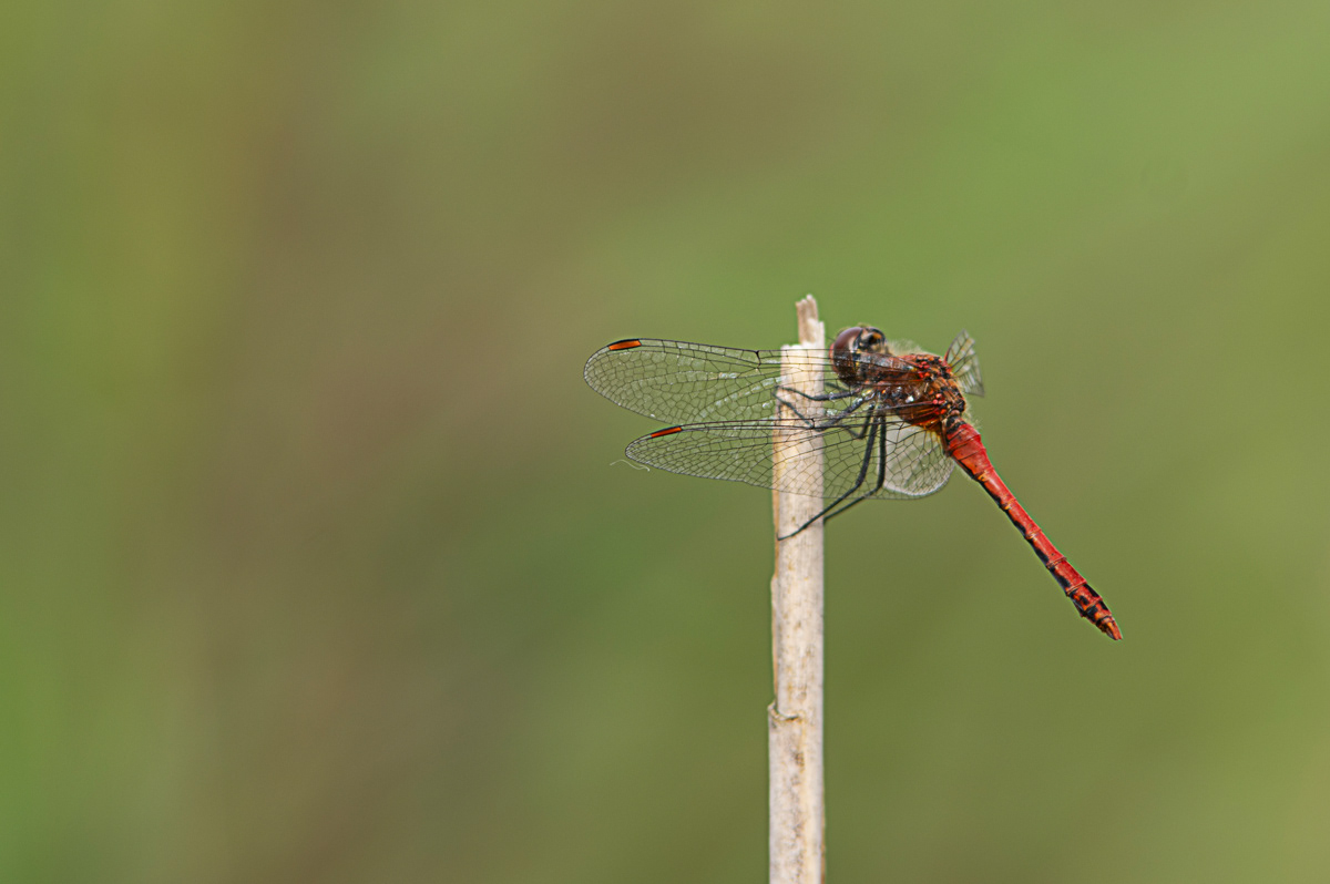 Bloedrode heidelibel