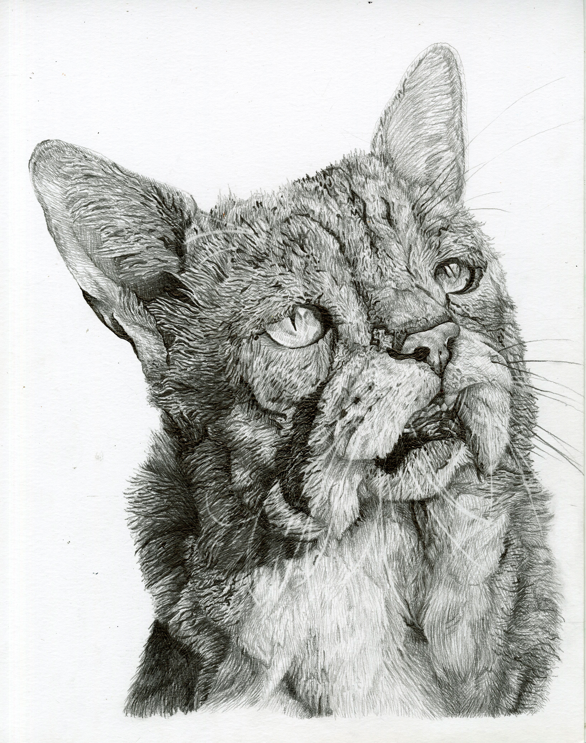 Toby Portrait
