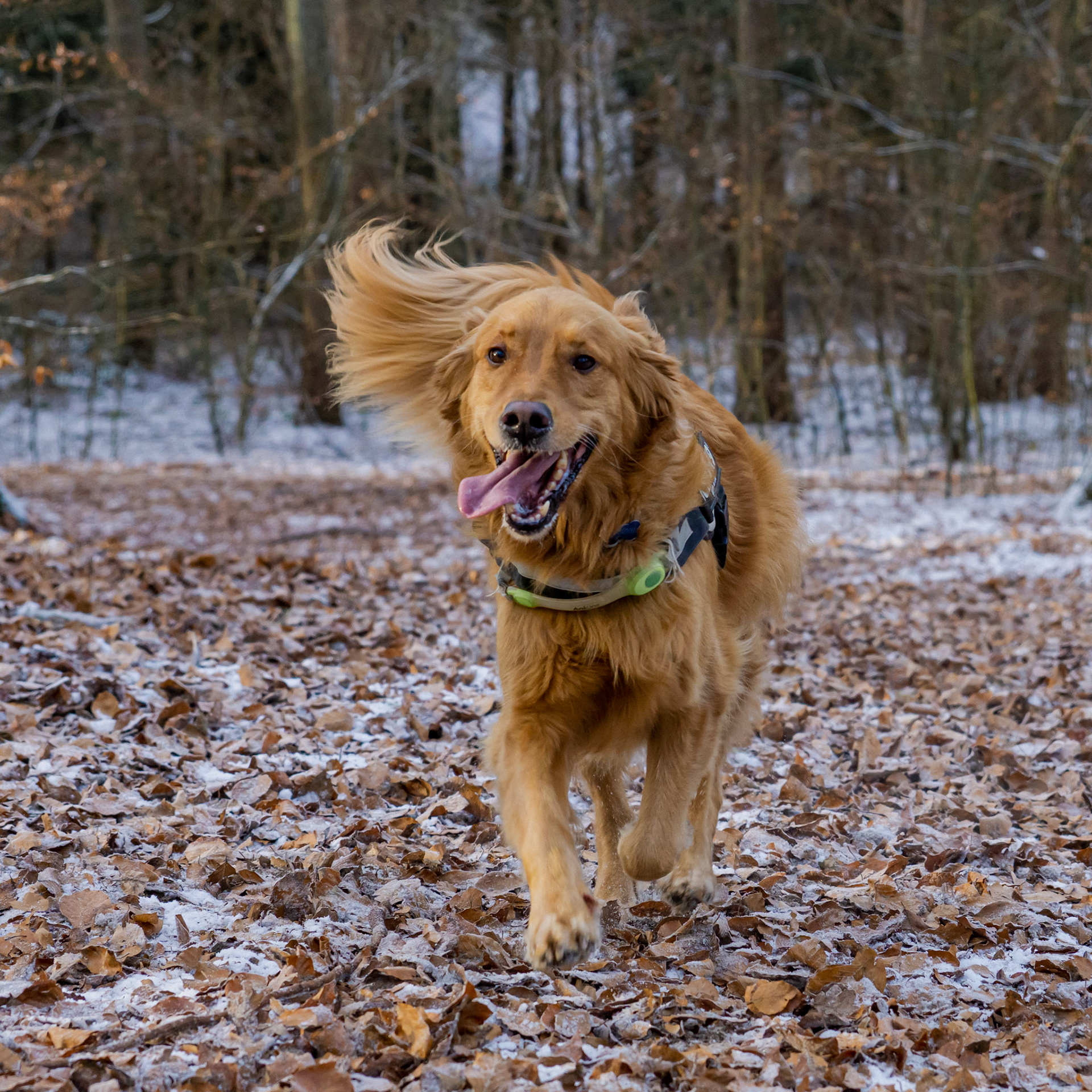 Hunden Bjørn, der en vinterdag var en tur i skoven!