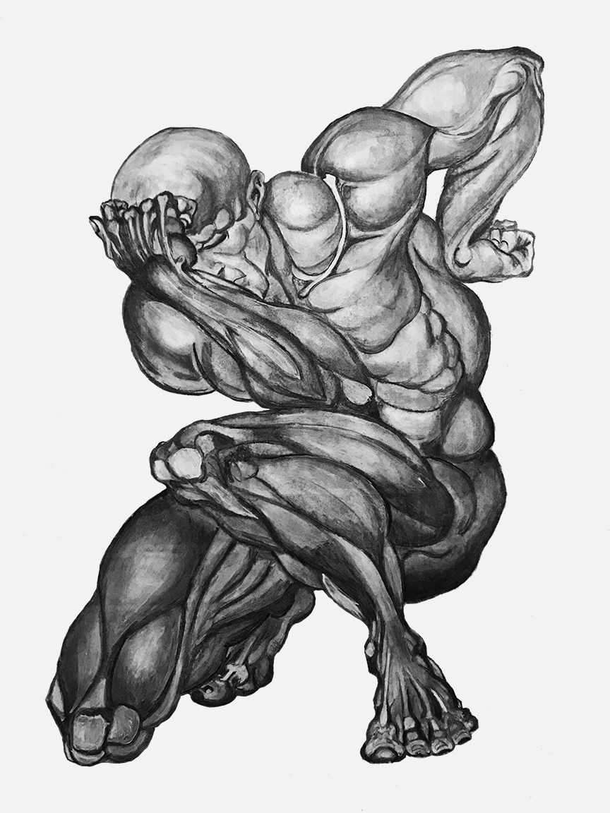 Muscle Study