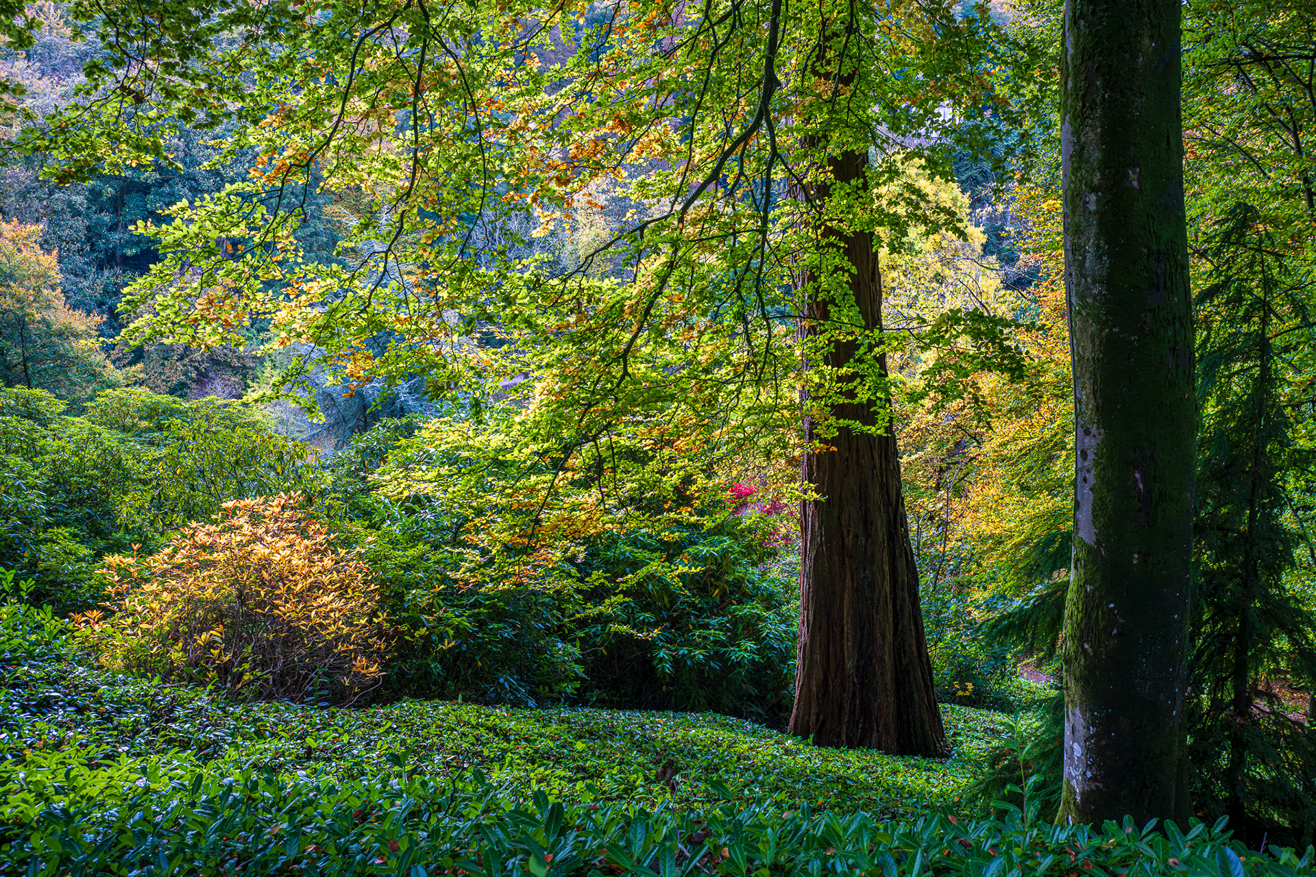 ZEISS Loxia 2/35 Biogon T*