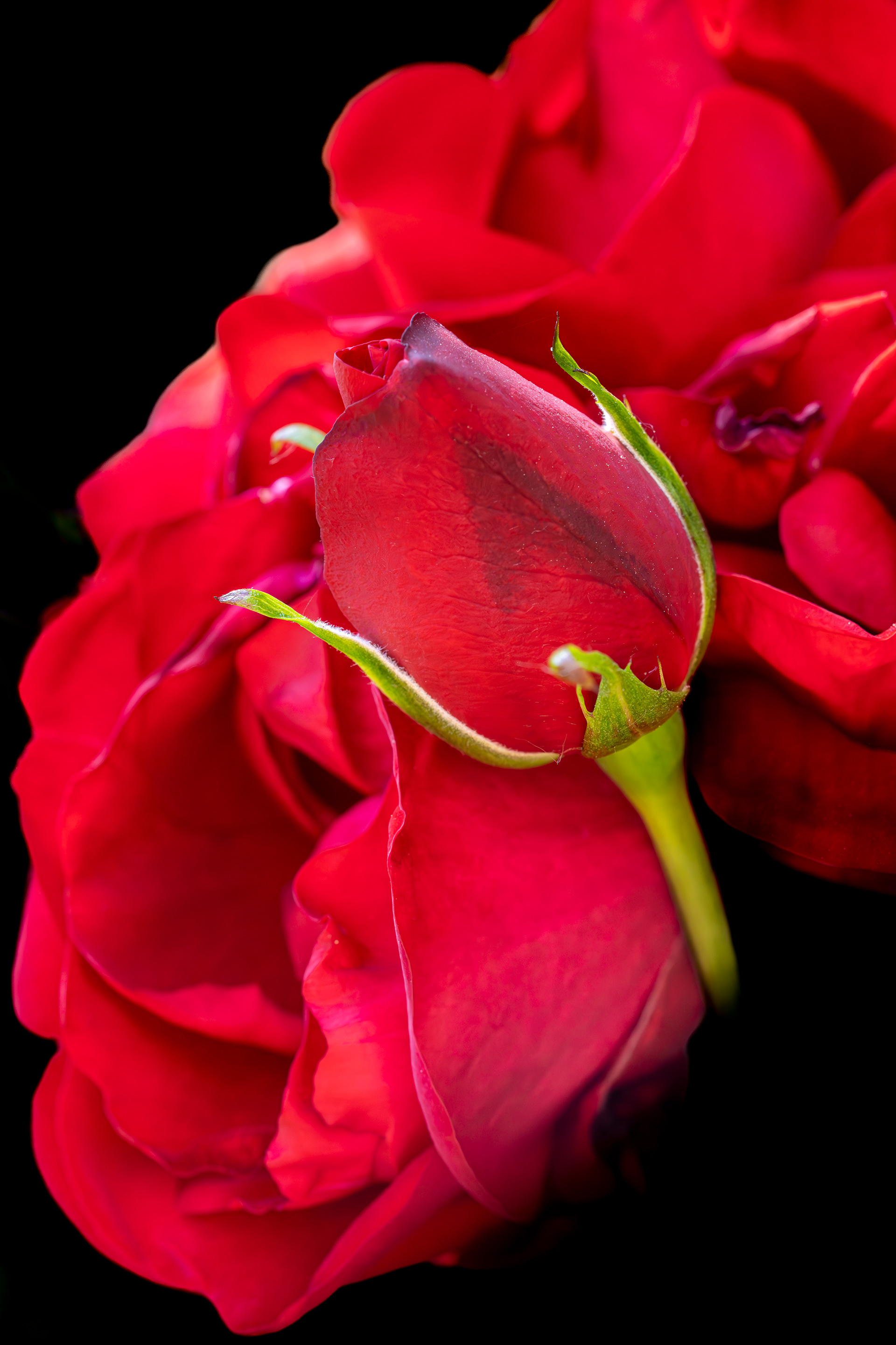 Zeiss Loxia 2.4/85 Sonnar T*