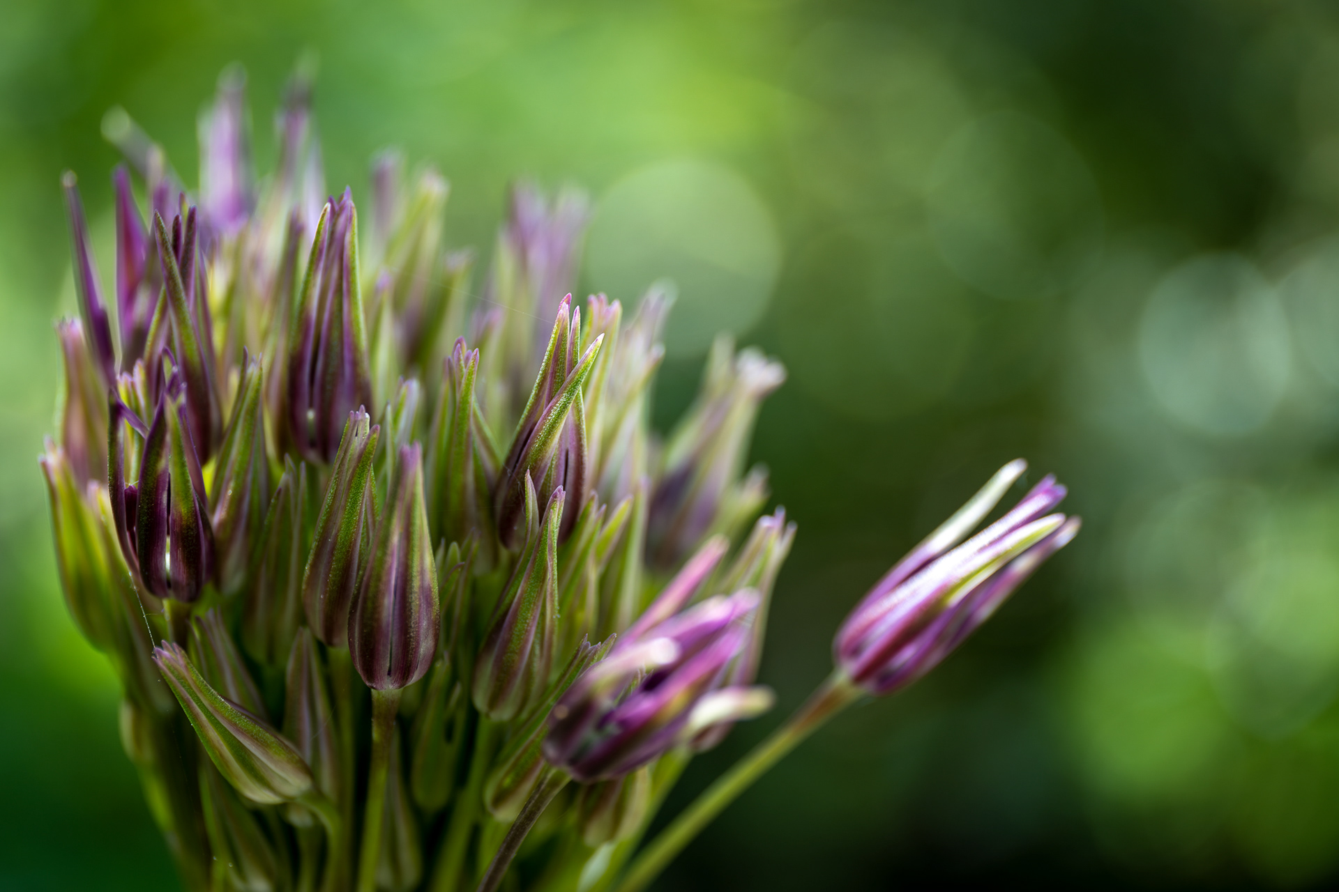 ZEISS Touit 2.8/50M Planar T*