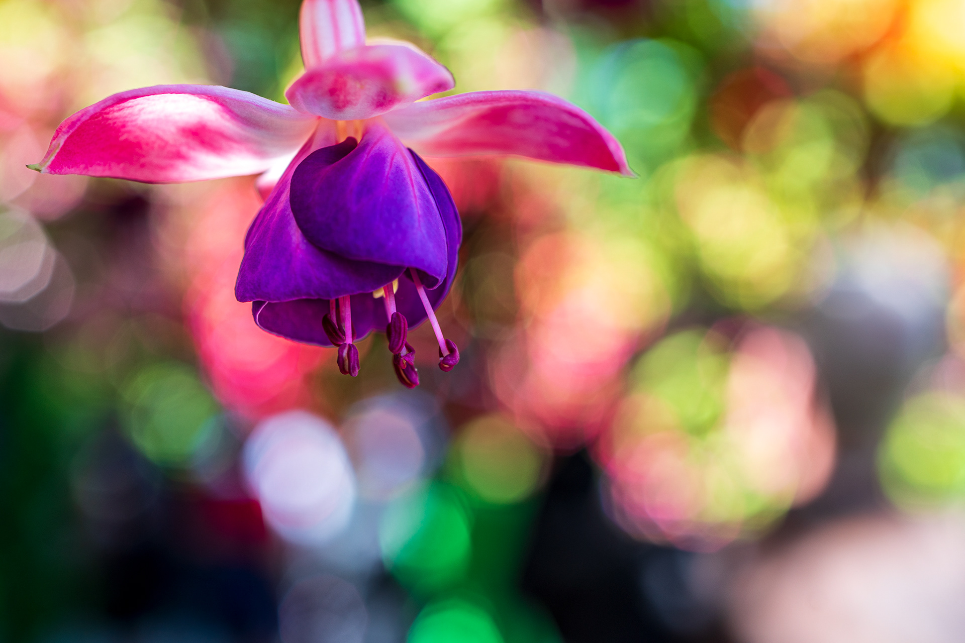 ZEISS Batis 2/40 CF Distagon T*