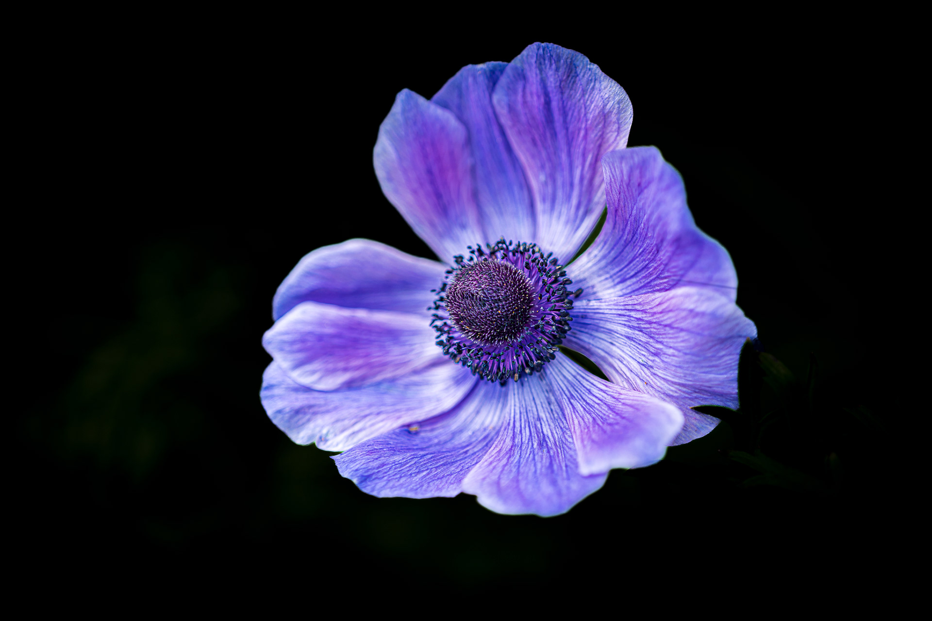 ZEISS Batis 2/40 CF Distagon T*