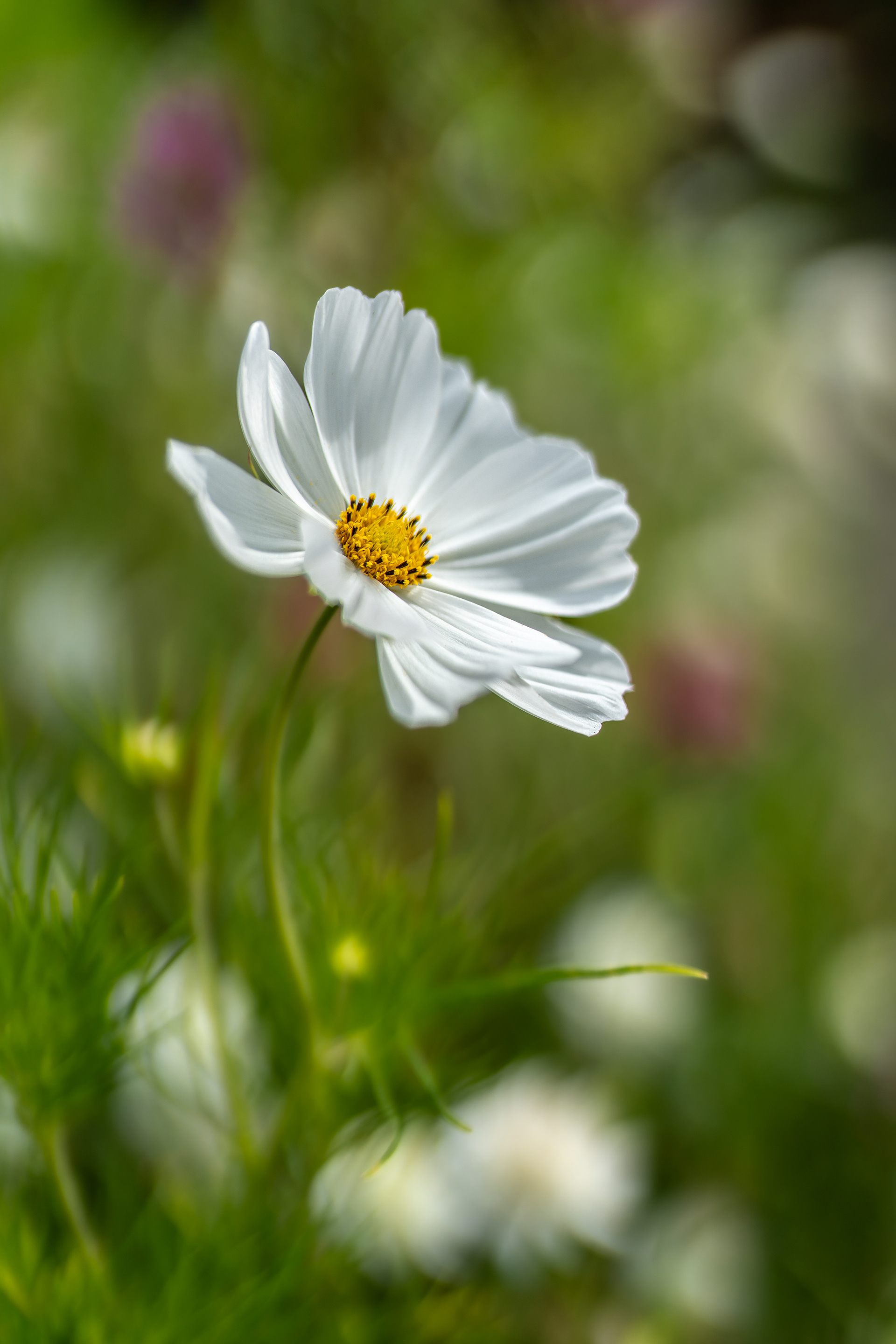 SONY 1.2/50 G Master