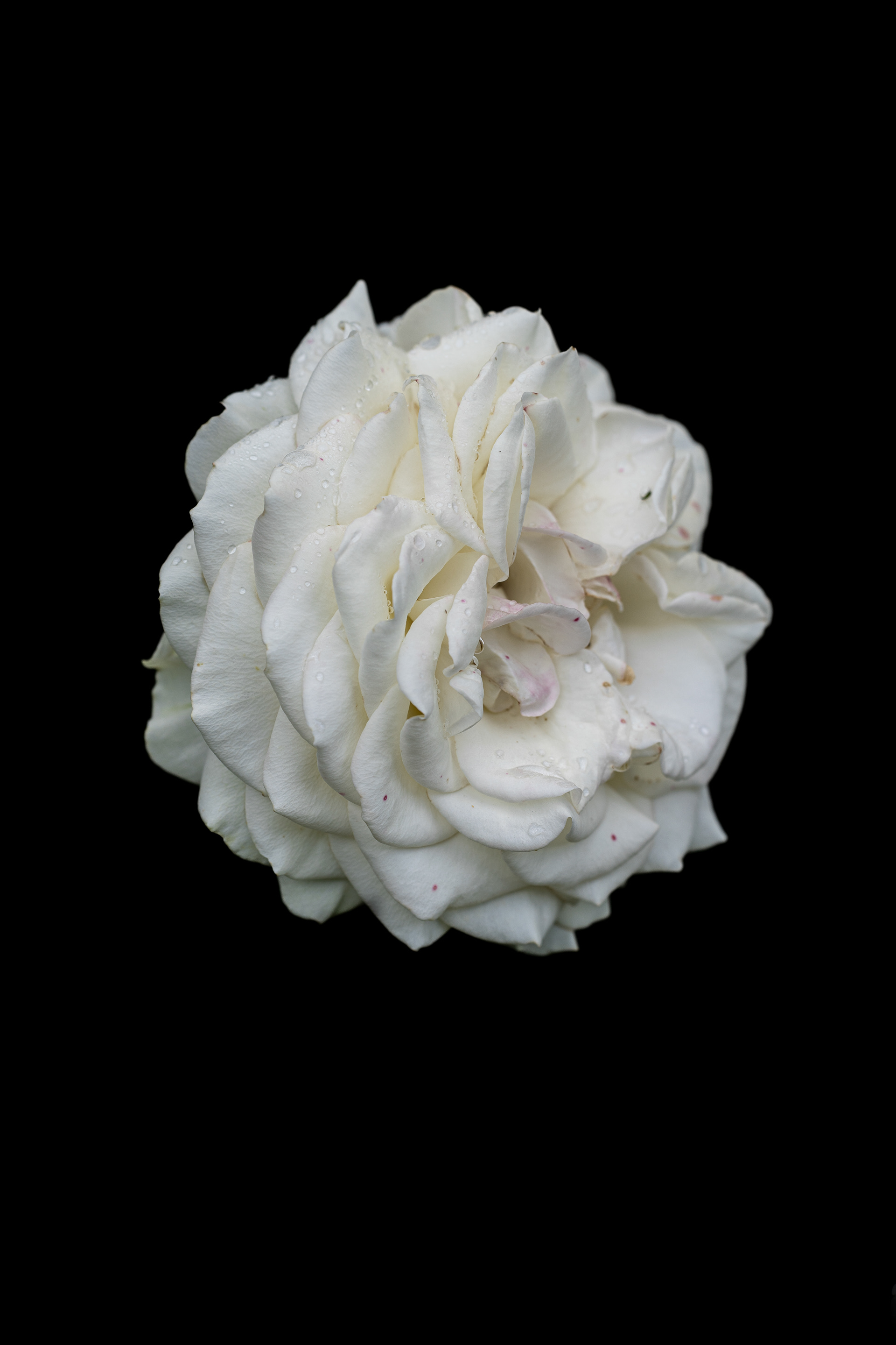 Zeiss Loxia 2.4/85 Sonnar T*