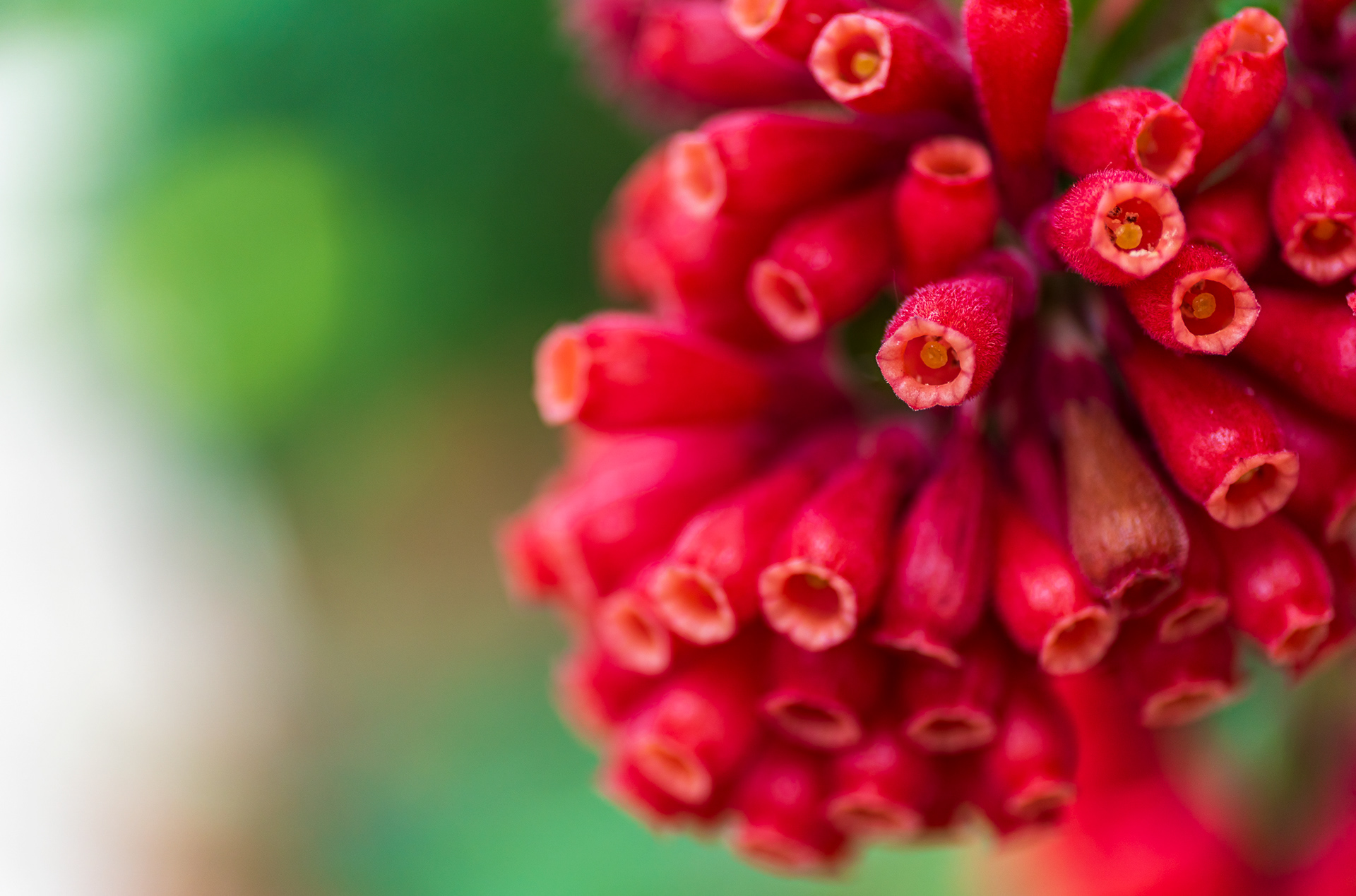 ZEISS Touit 2.8/50M Planar T*