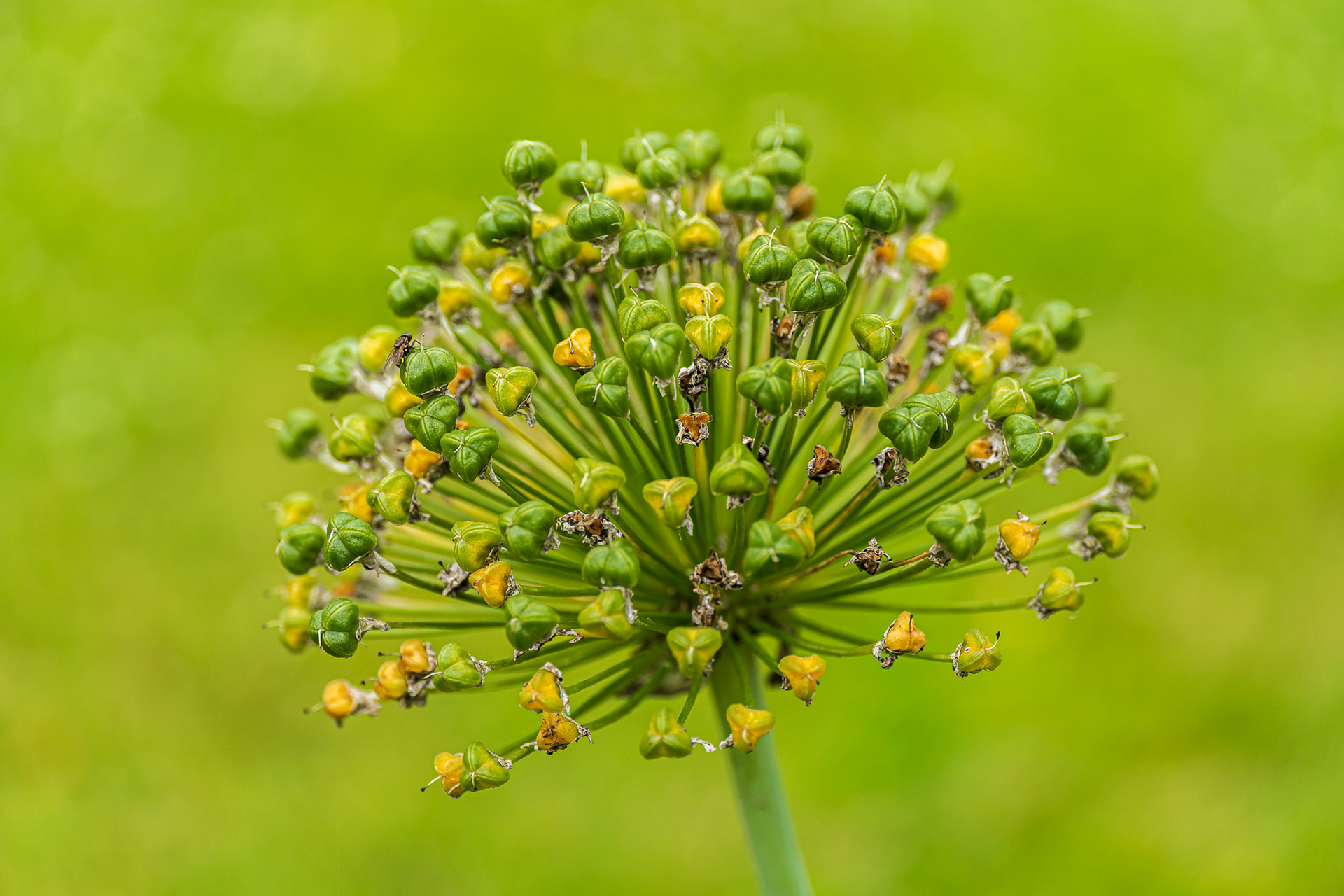 ZEISS Touit 2.8/50M Planar T*