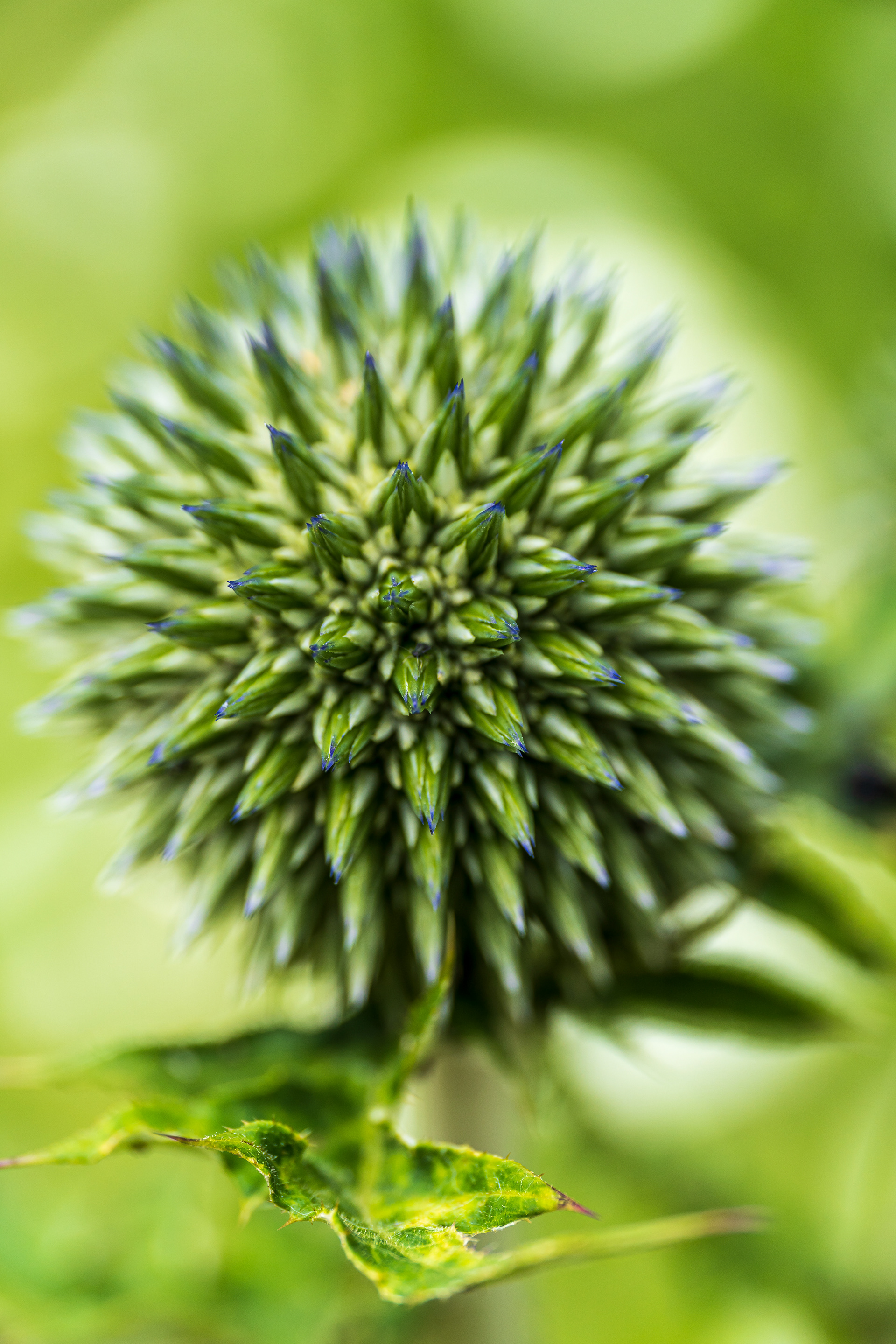 ZEISS Touit 2.8/50M Planar T*