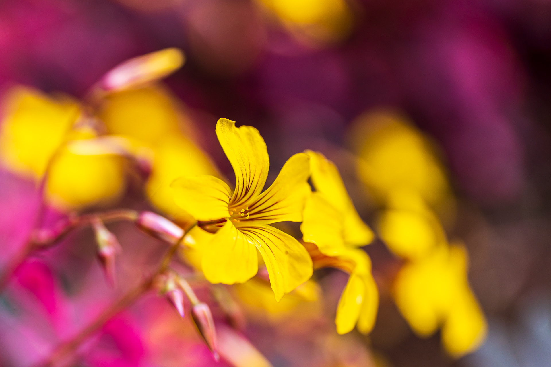 ZEISS Touit 2.8/50M Planar T*