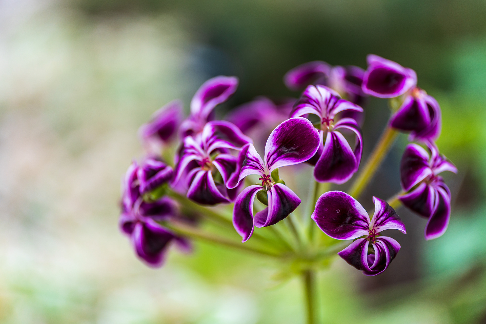 ZEISS Touit 2.8/50M Planar T*