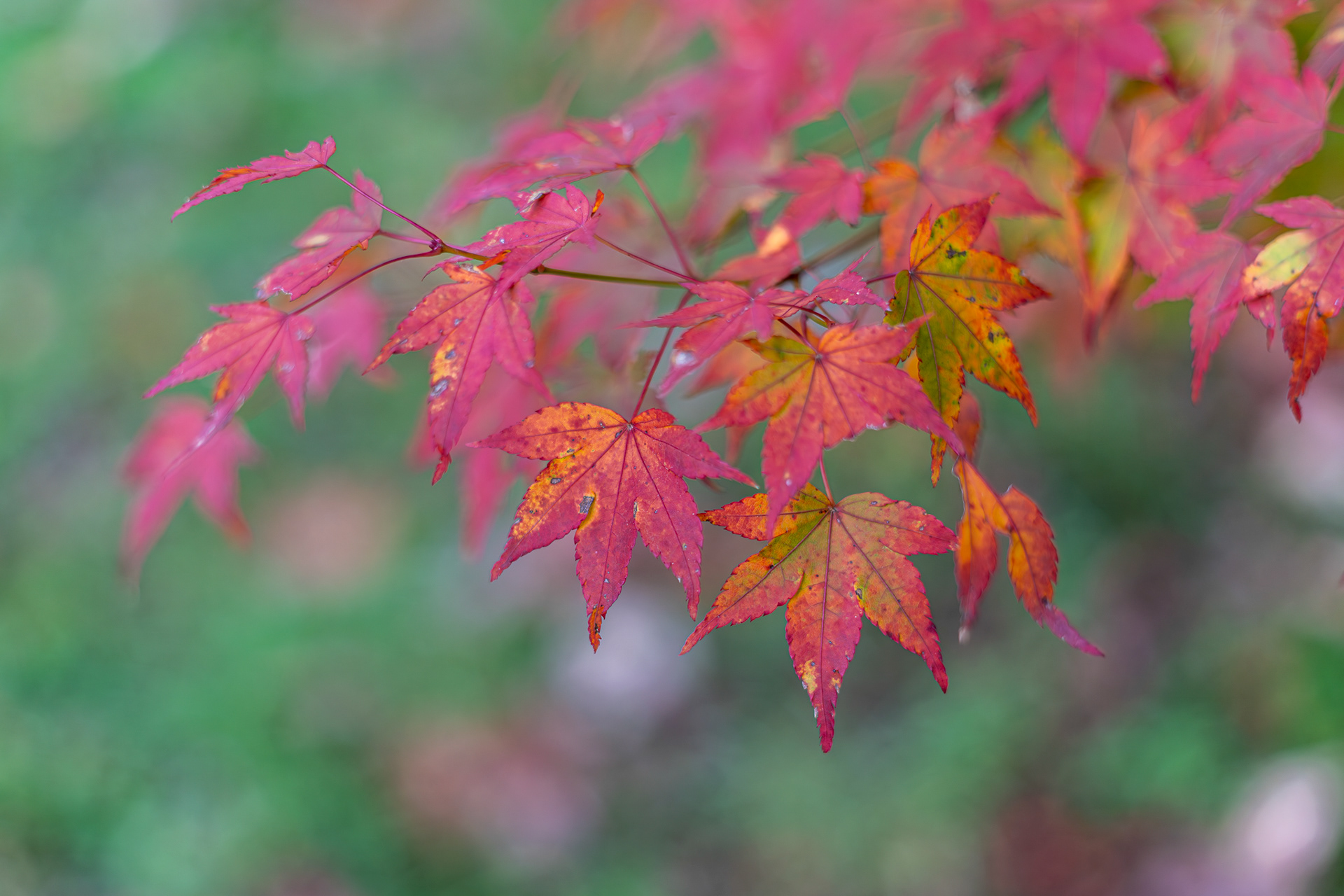 ZEISS Loxia 2/50 Planar T*