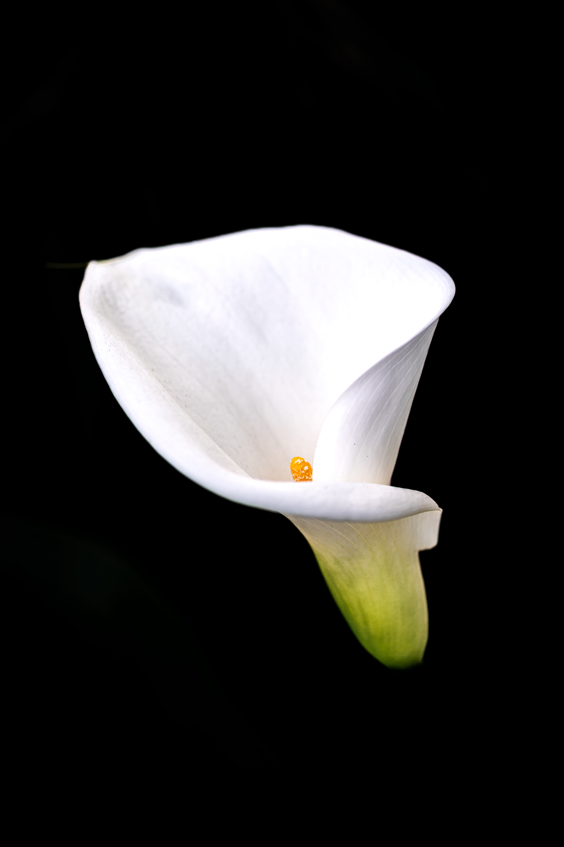 Zeiss Loxia 2.4/85 Sonnar T*