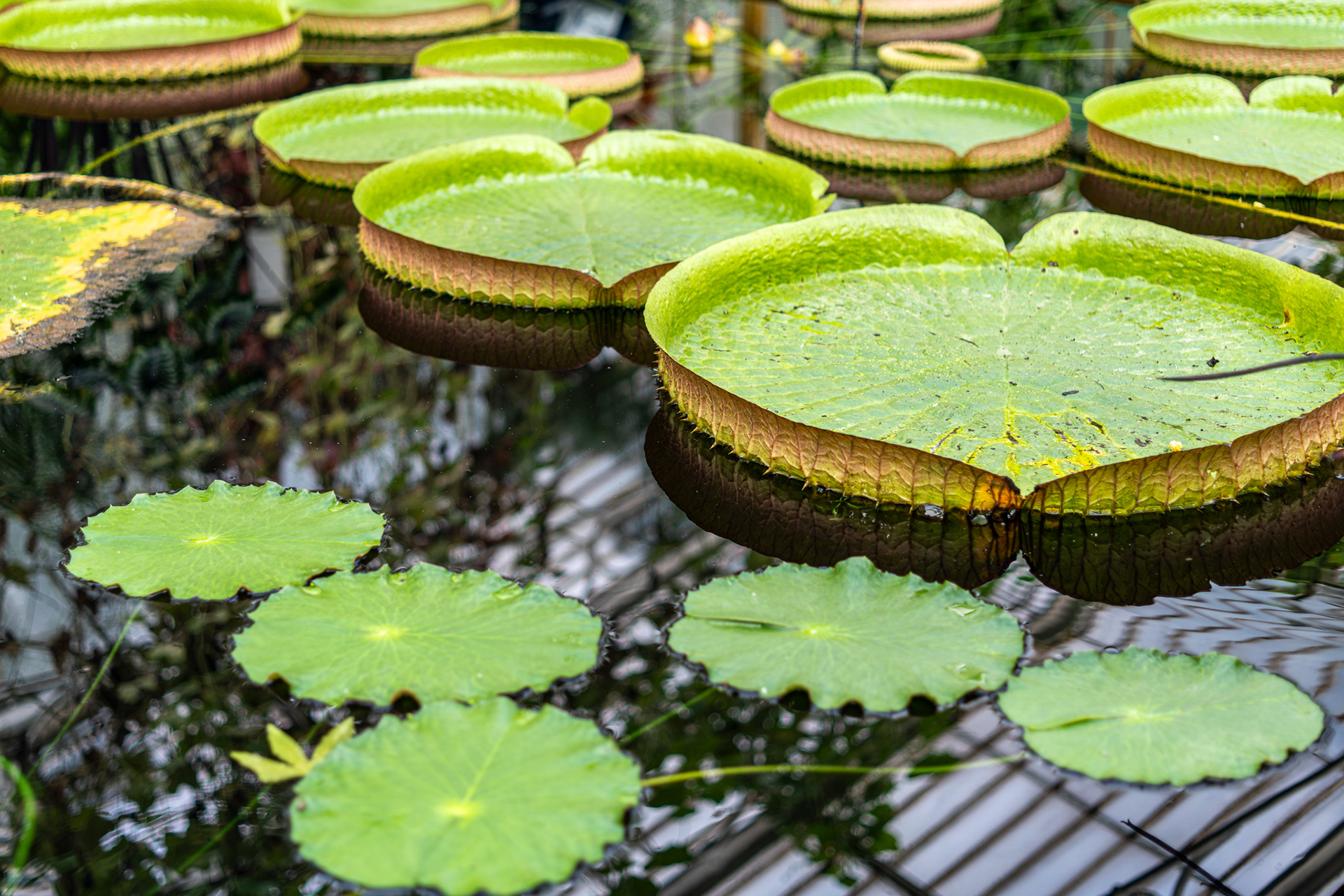 ZEISS Loxia 2/50 Planar T*