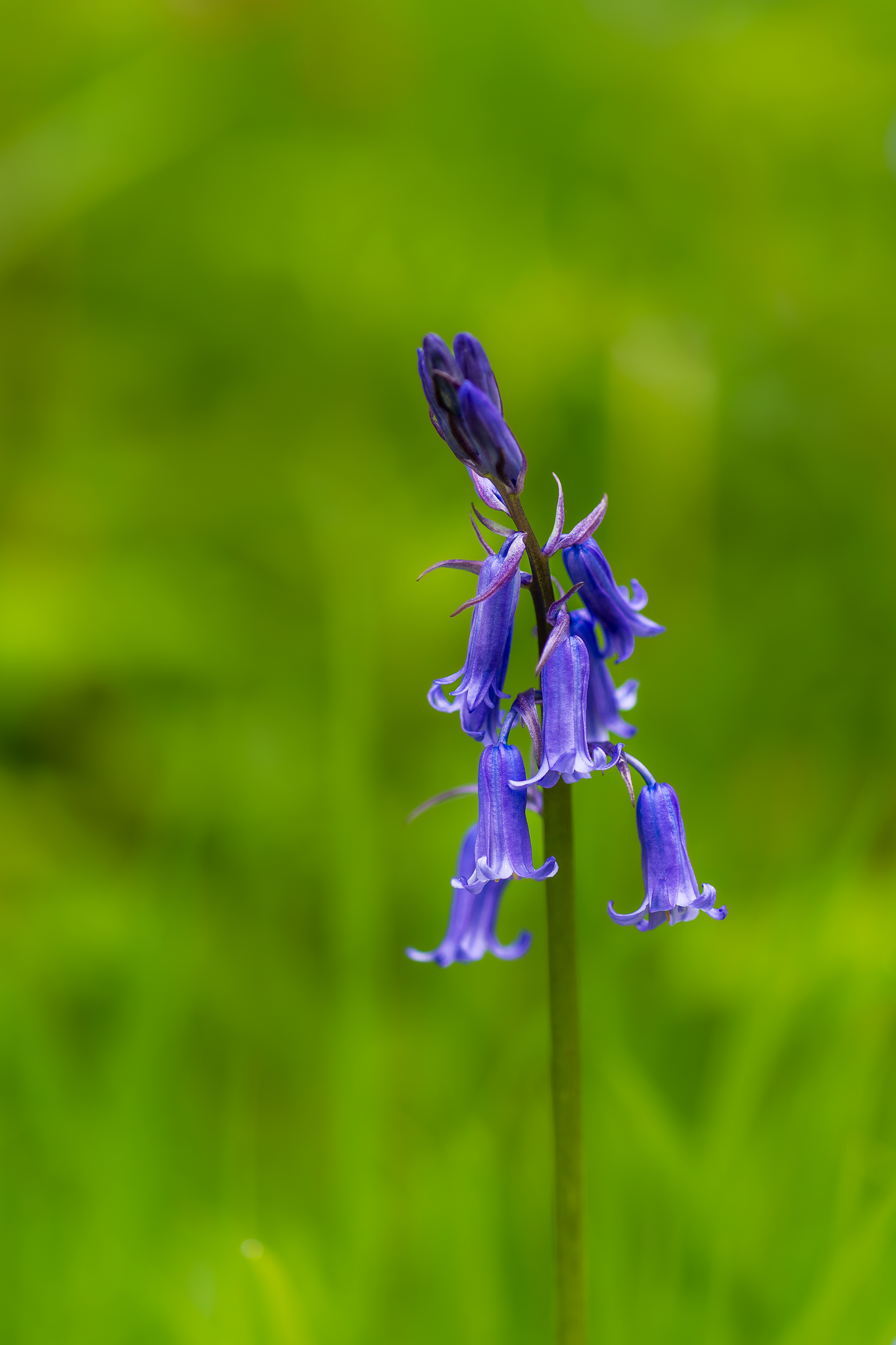 Zeiss Loxia 2.4/85 Sonnar T*