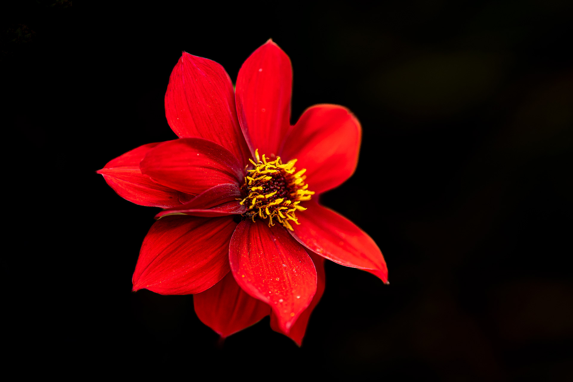 SONY 1.2/50 G Master