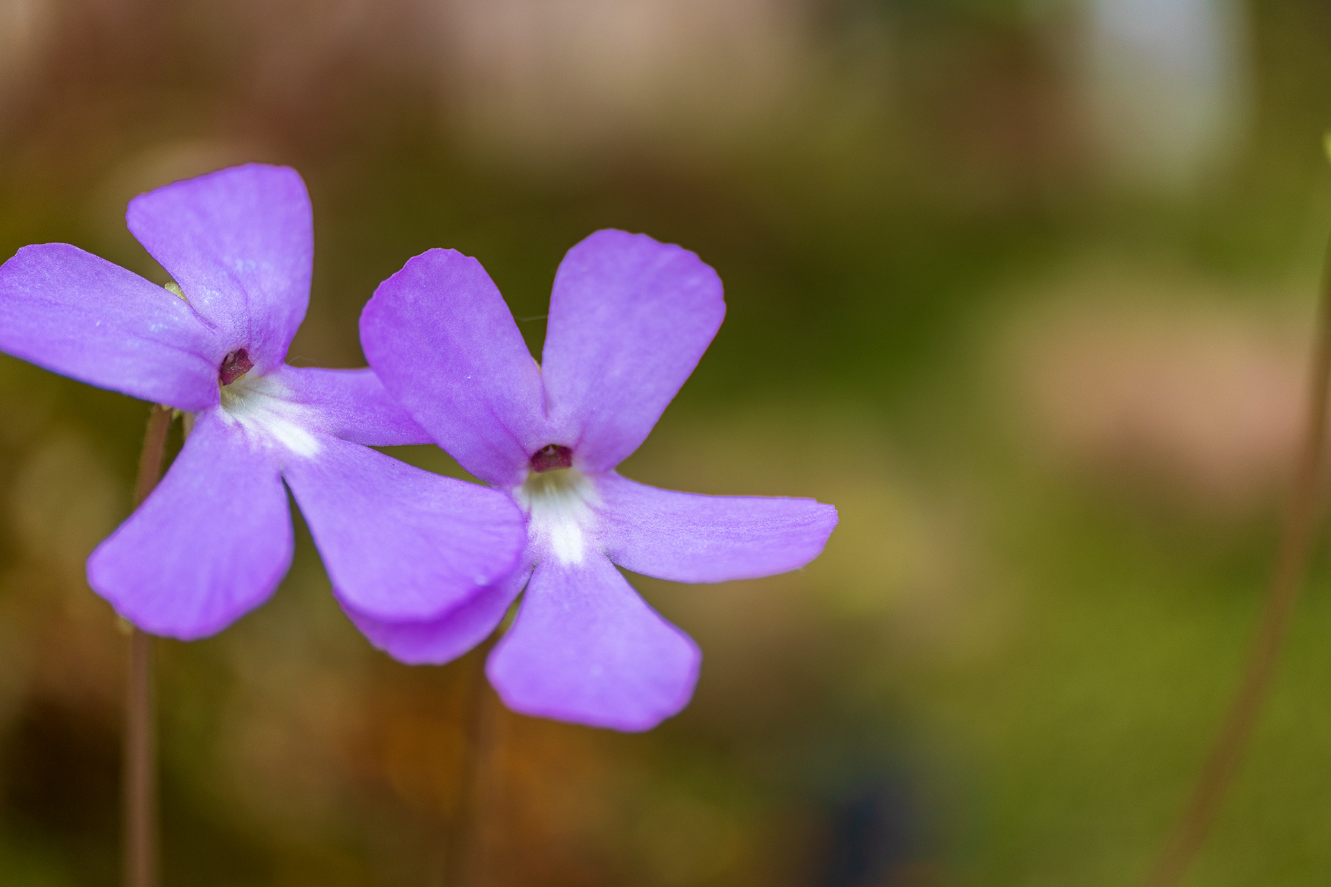ZEISS Touit 2.8/50M Planar T*