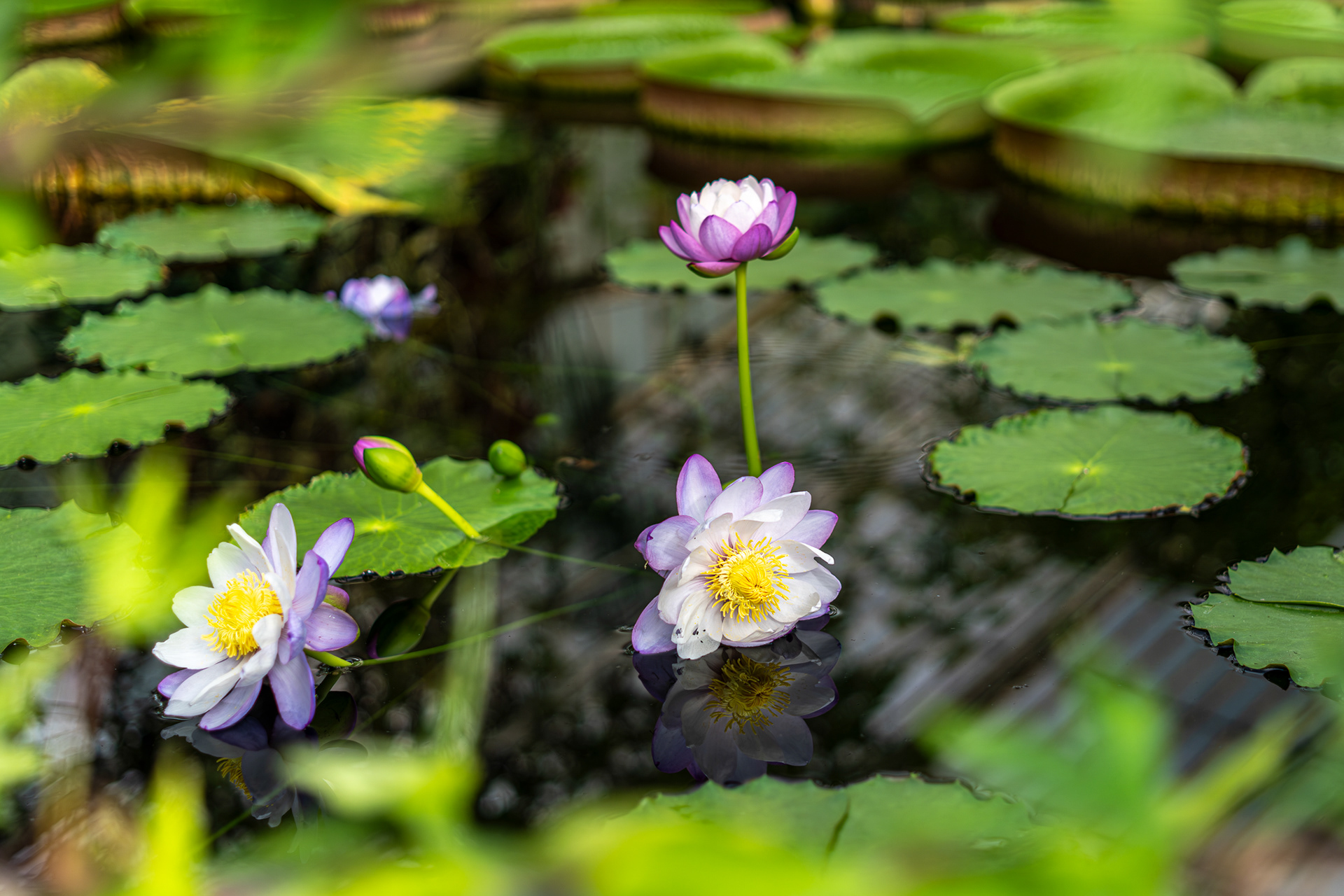 ZEISS Loxia 2/50 Planar T*