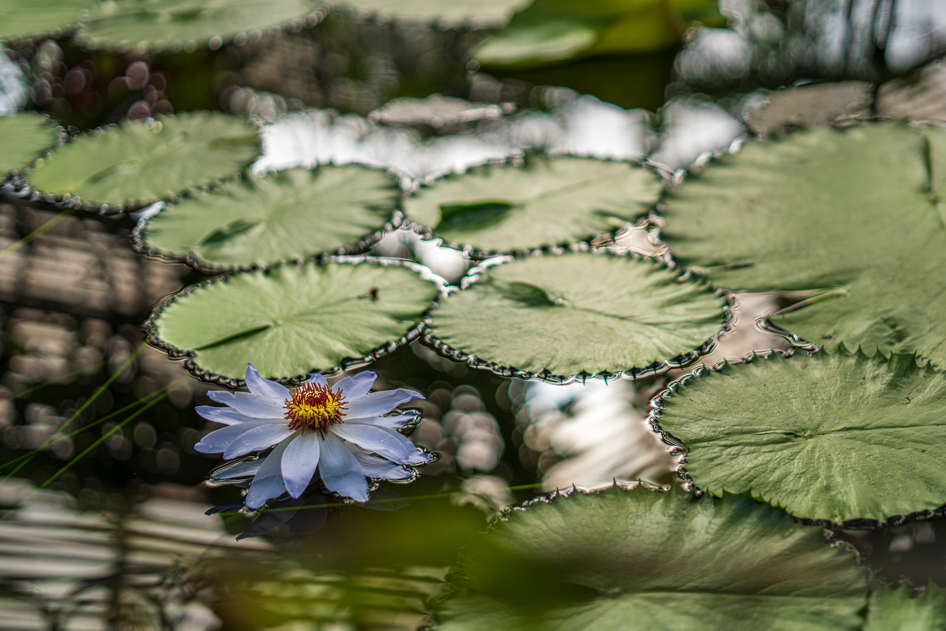 ZEISS Loxia 2/50 Planar T*