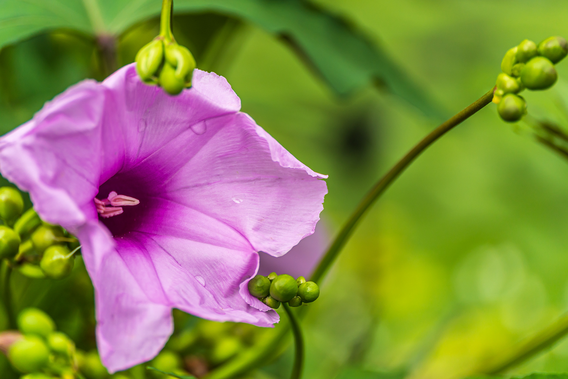 ZEISS Touit 2.8/50M Planar T*