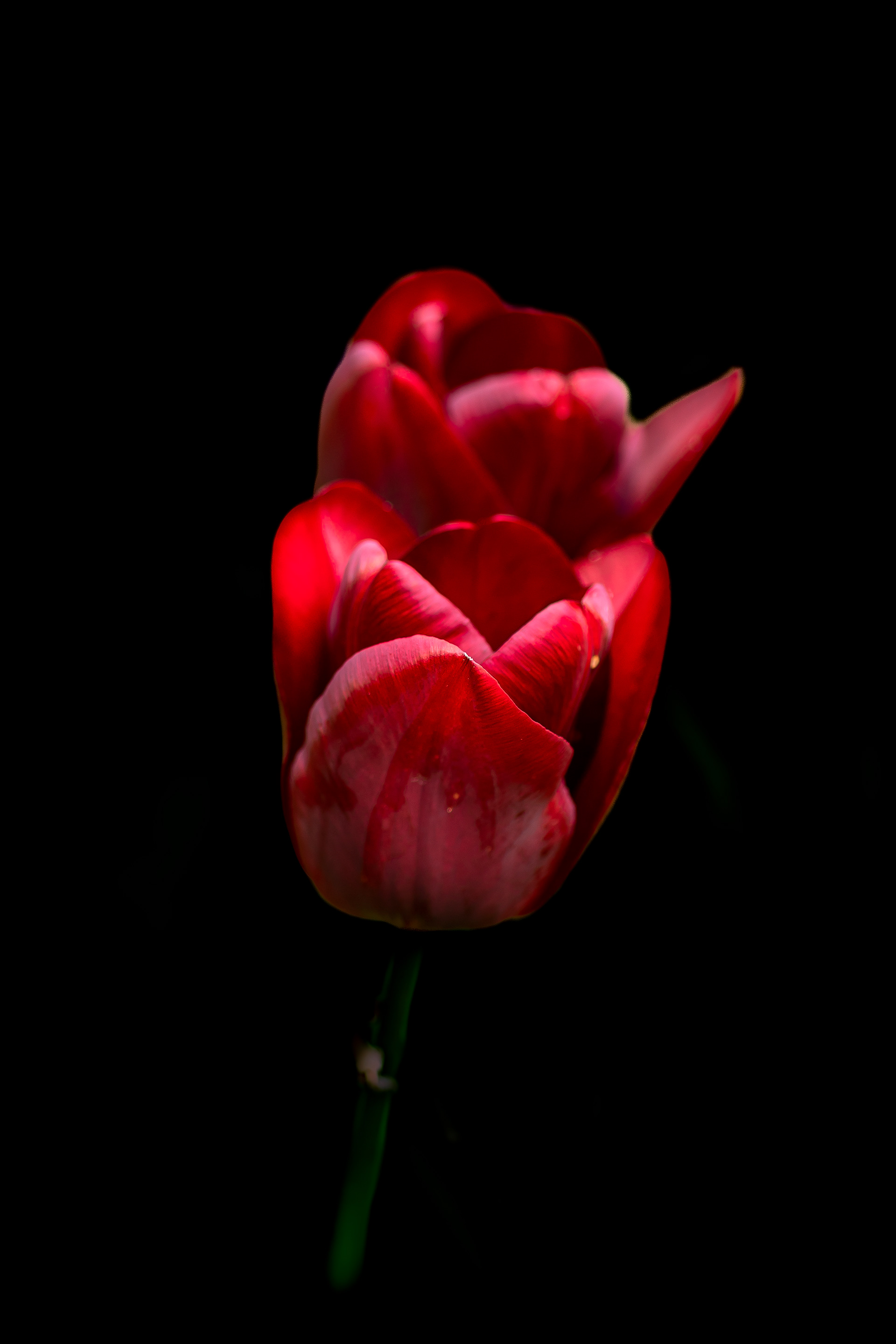 Zeiss Loxia 2.4/85 Sonnar T*