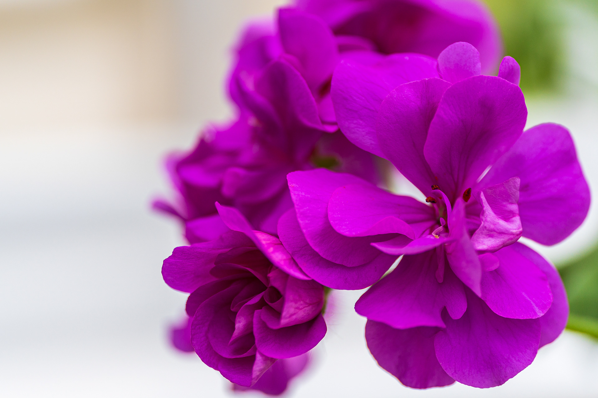 ZEISS Touit 2.8/50M Planar T*