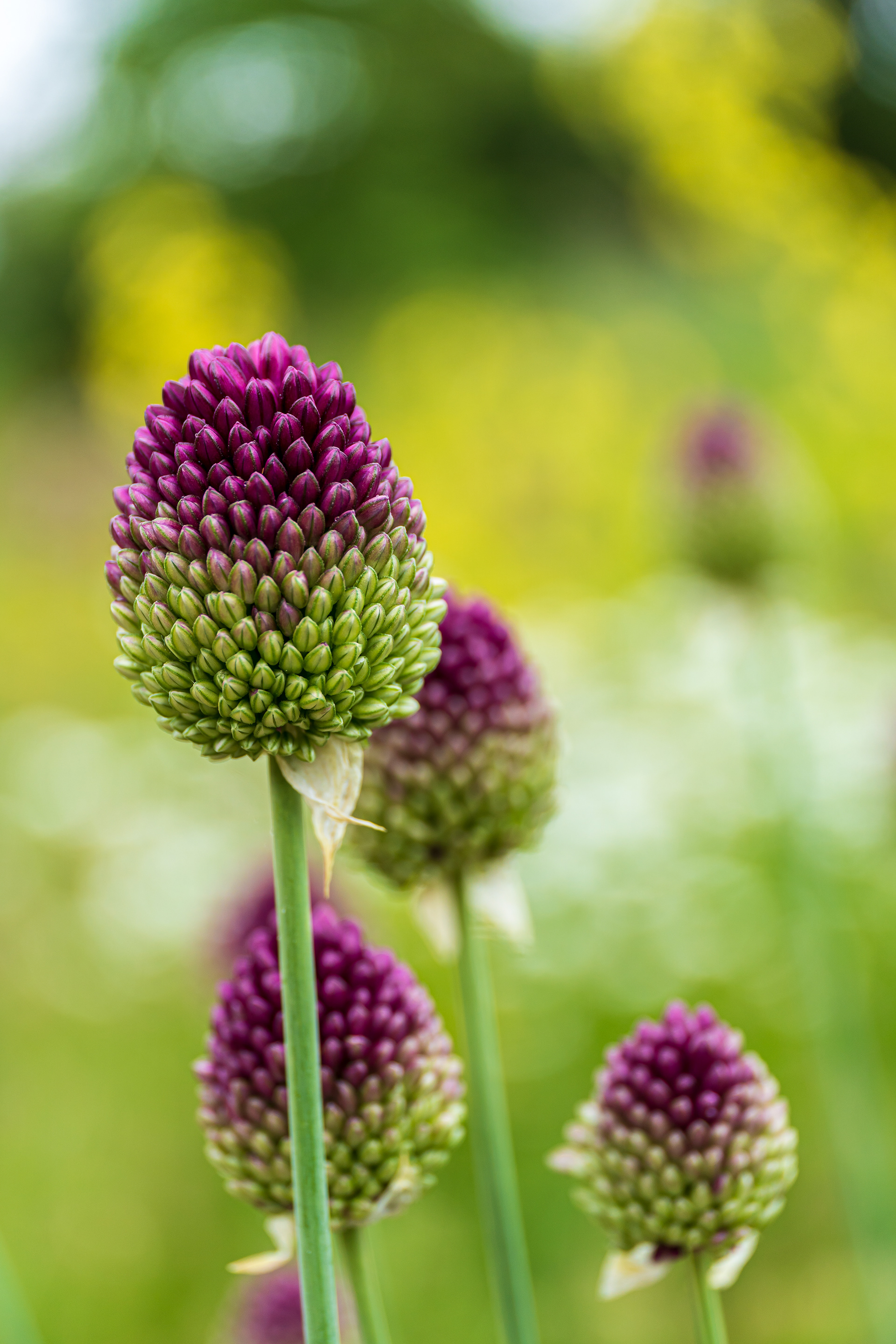 ZEISS Touit 2.8/50M Planar T*