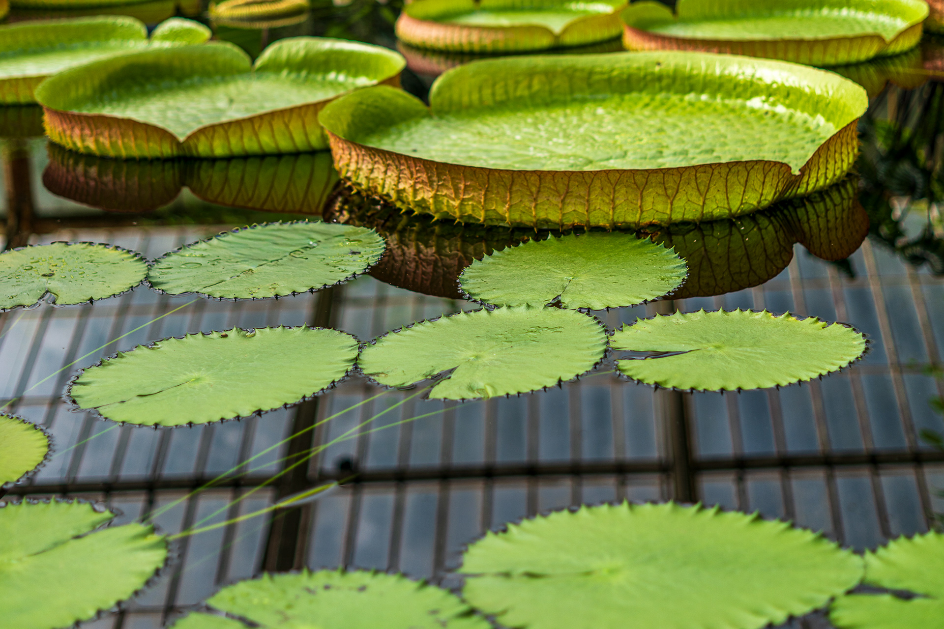 ZEISS Loxia 2/50 Planar T*