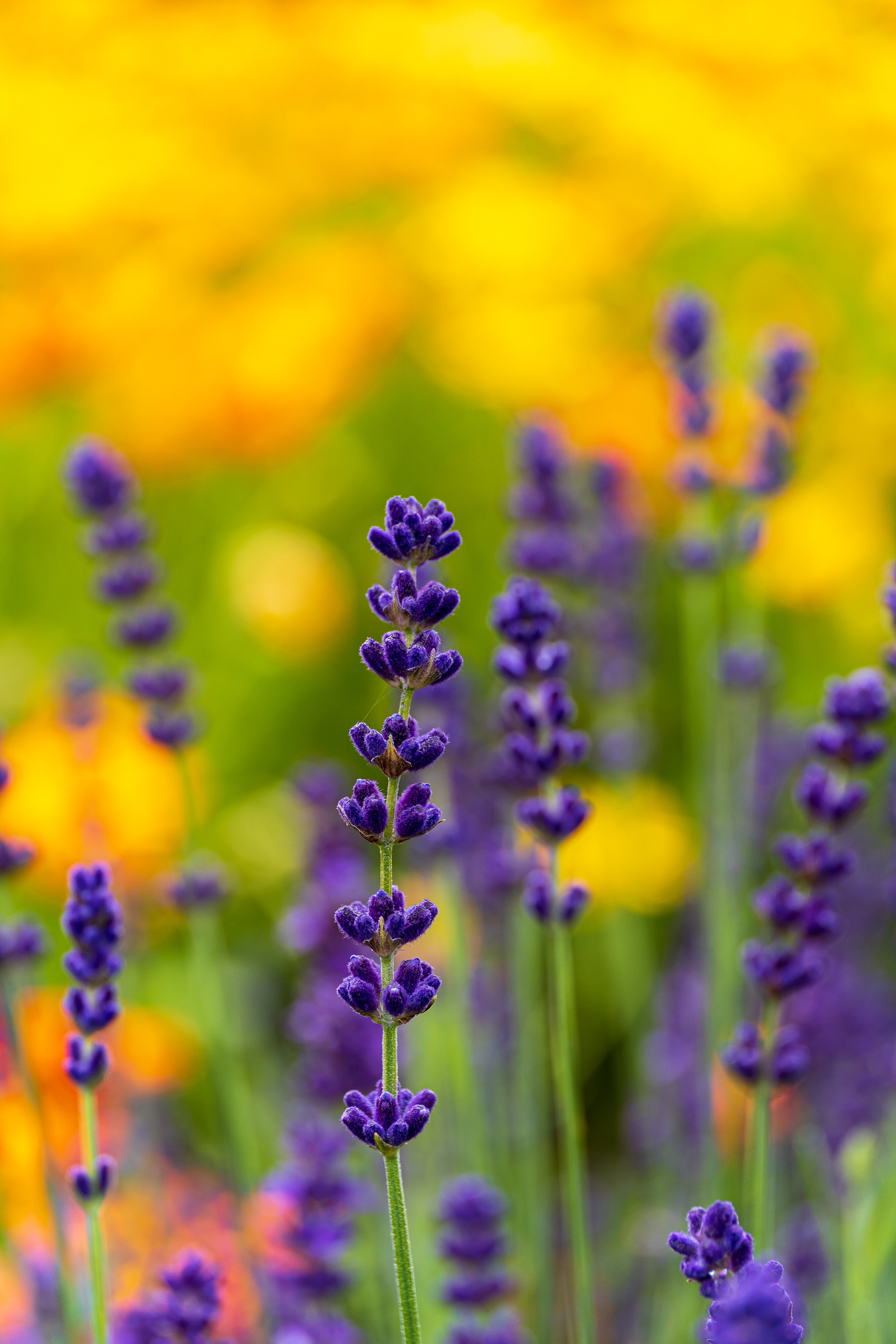 ZEISS Touit 2.8/50M Planar T*