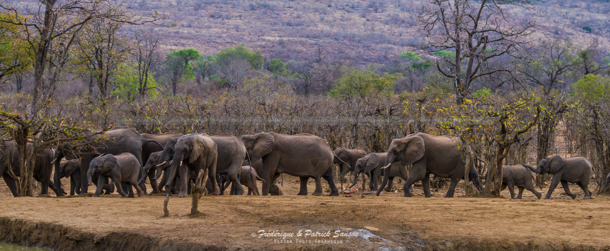Eléphants, Kruger