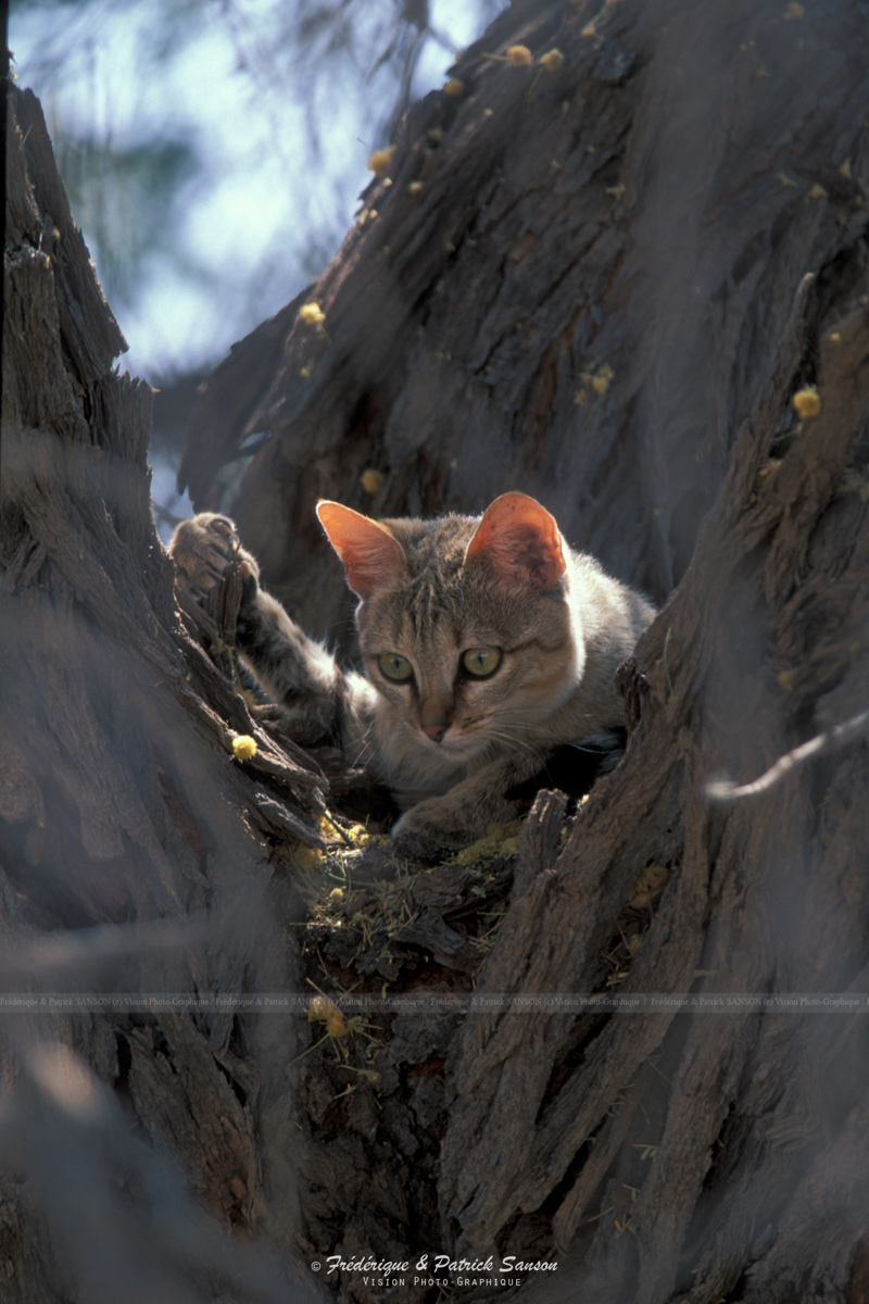 Chat Sauvage, Kalahari