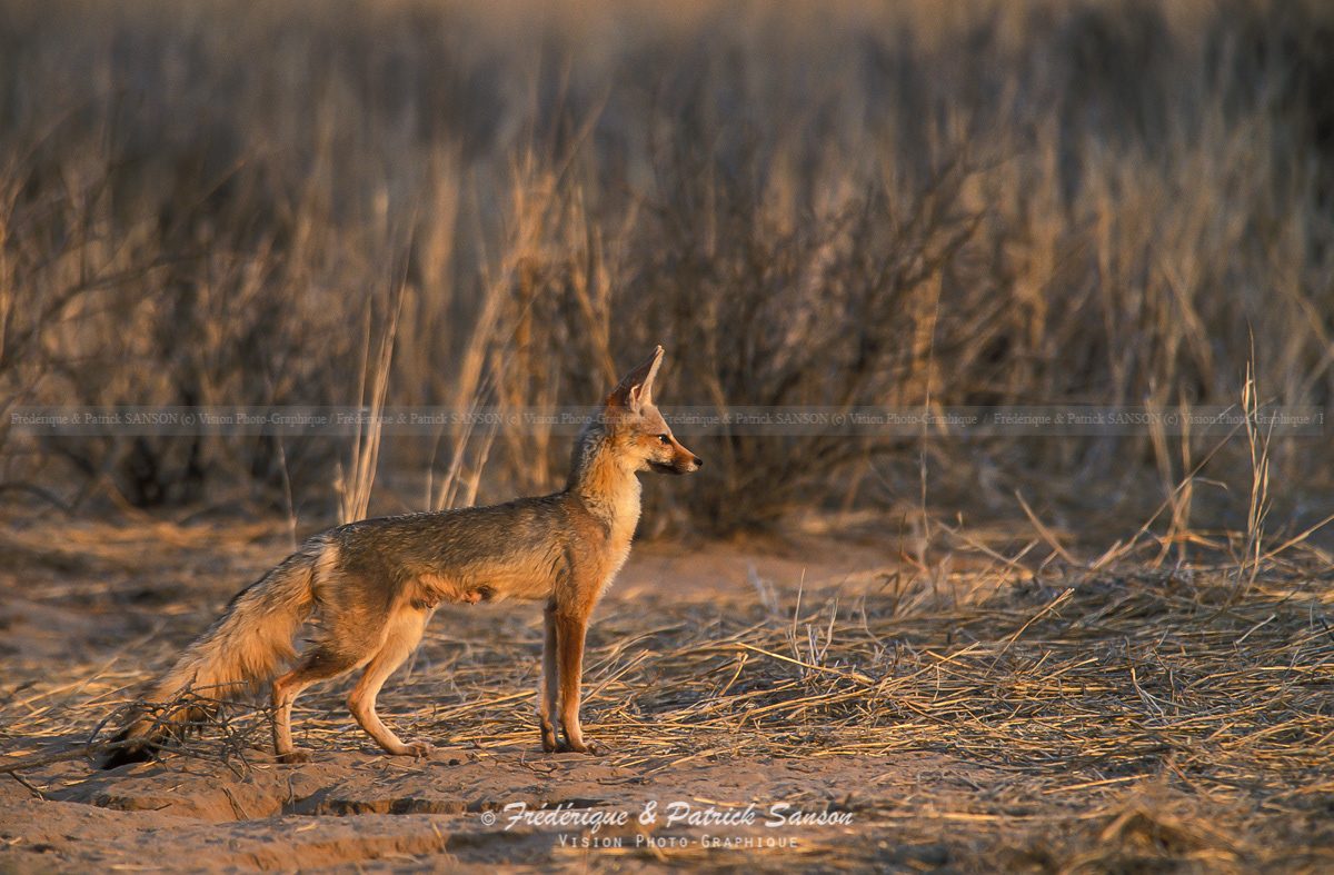 Renard du Cap, Kalahari