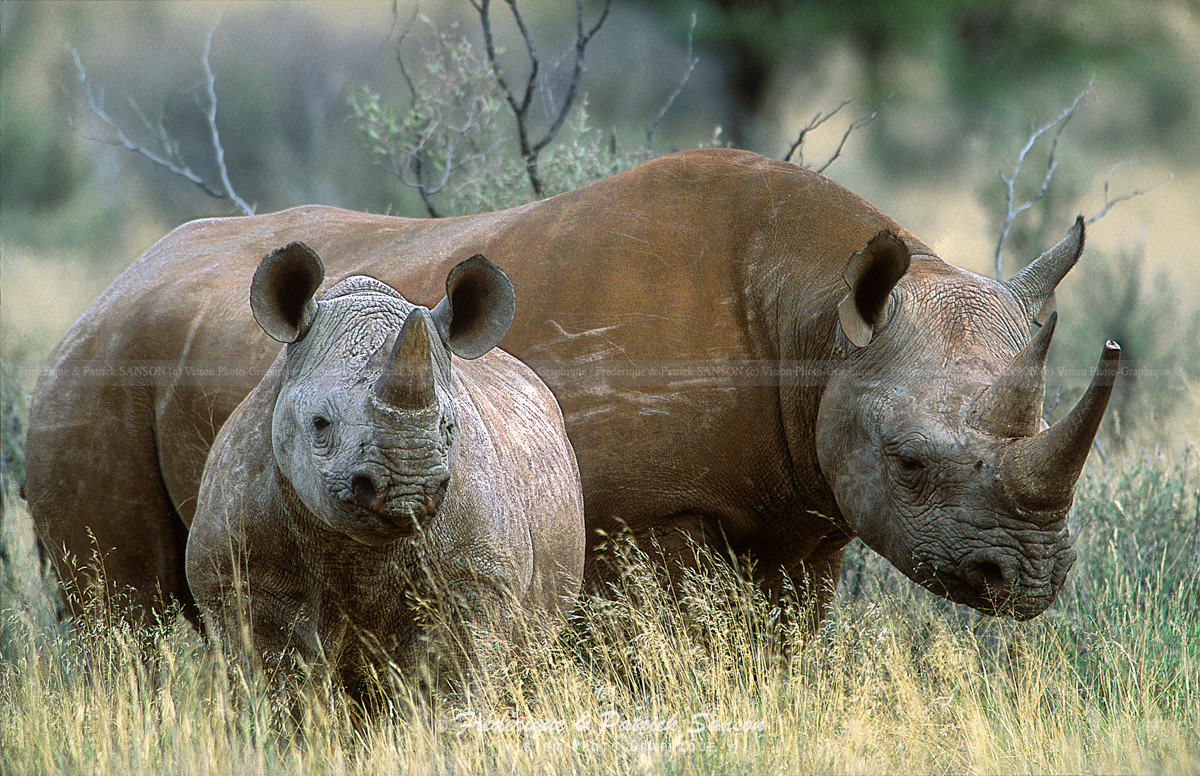 Rhinocéros du désert, Tswalu