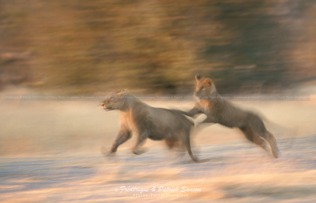 Lion Cub, Okavango