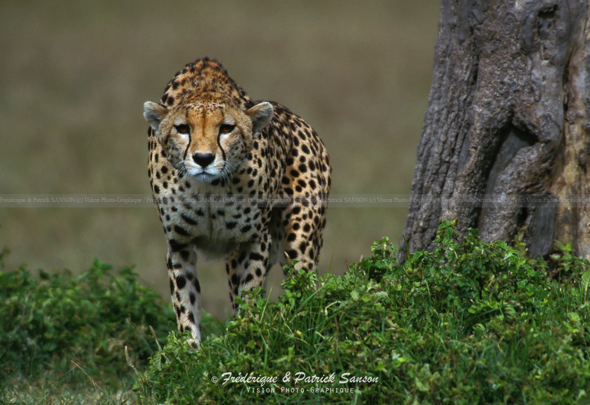 Guépard, Masaï-Mara