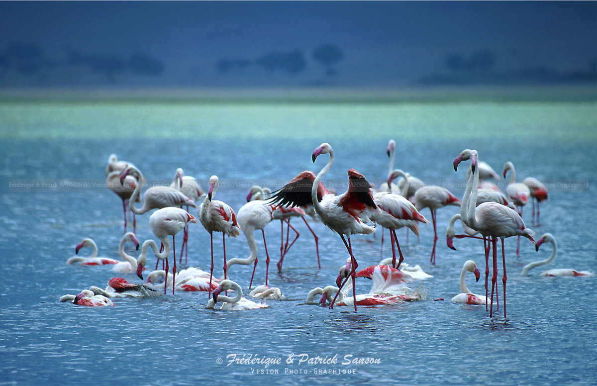 Flamants Roses, N'Gorogonro