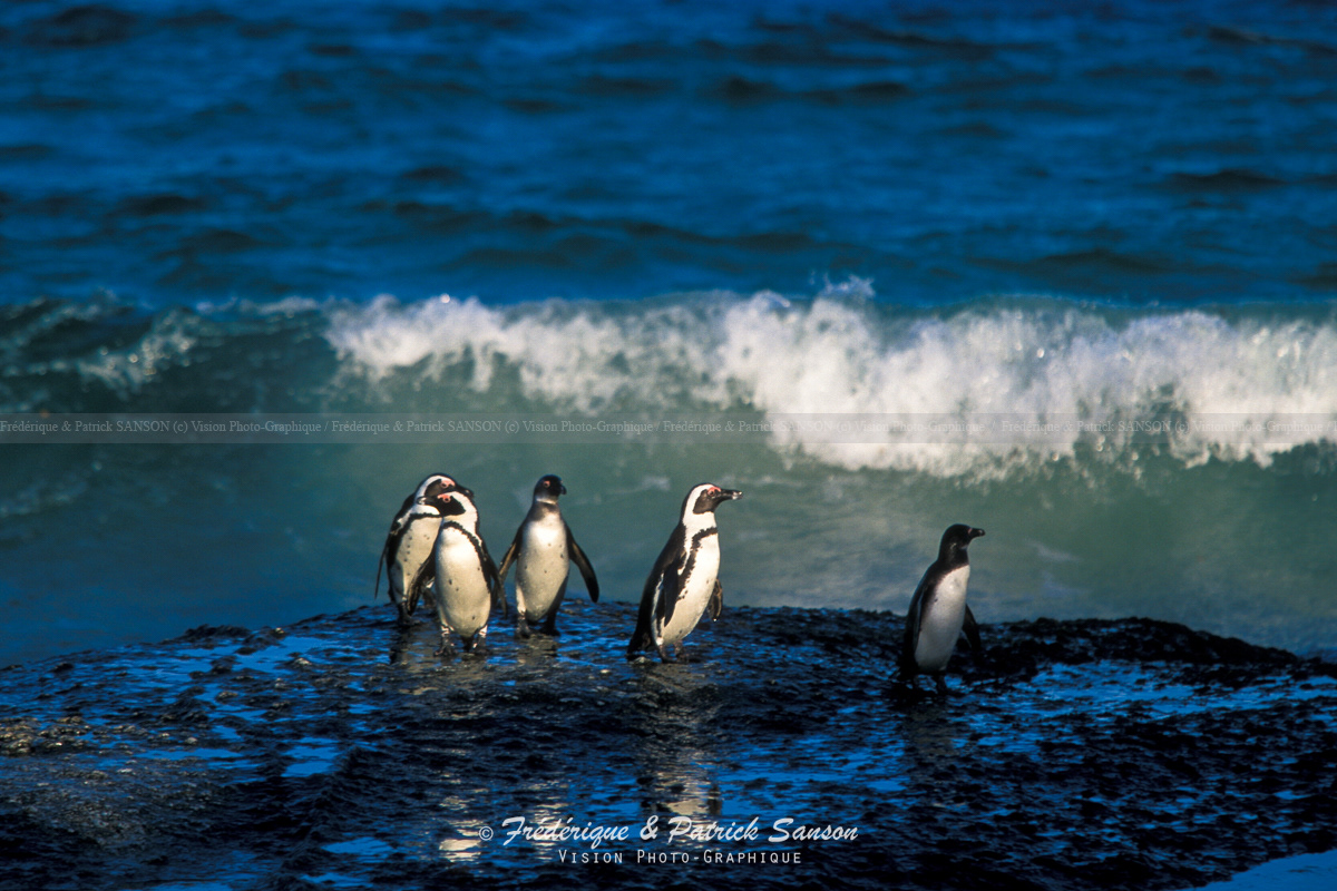 Manchot du Cap, Simon's Town