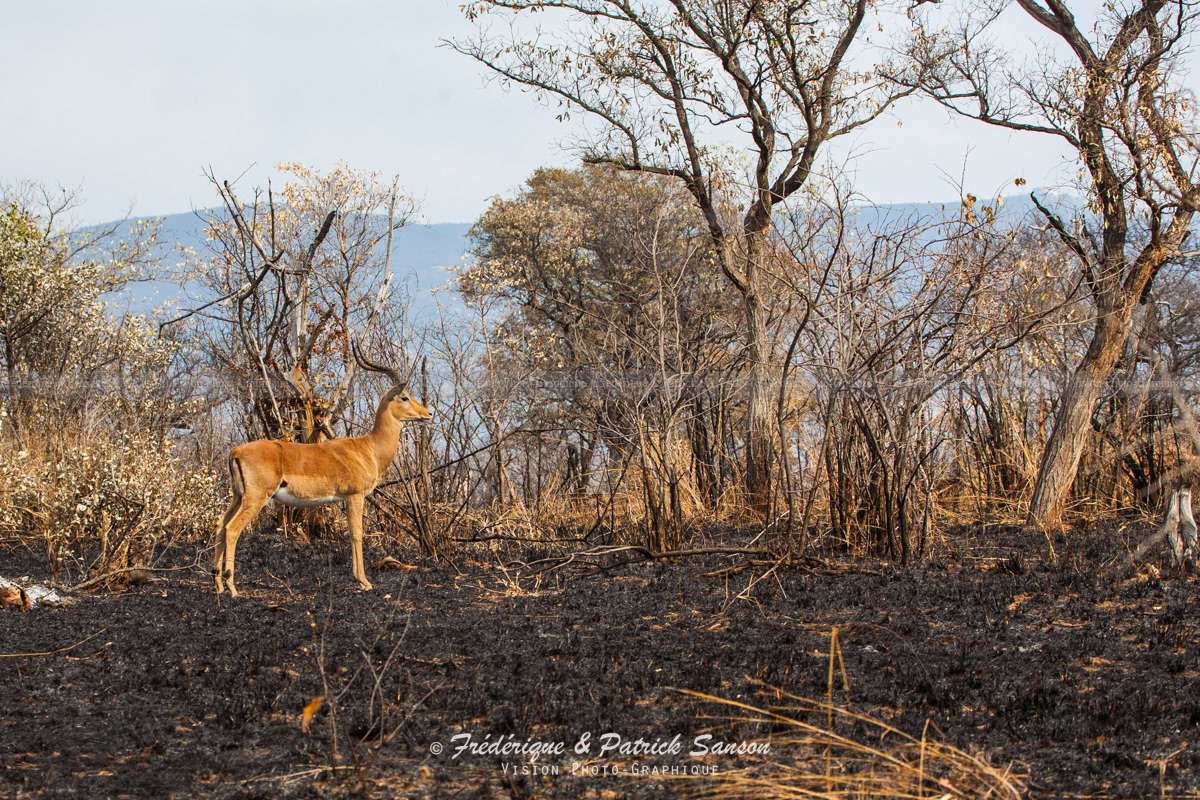 Impala, Kruger